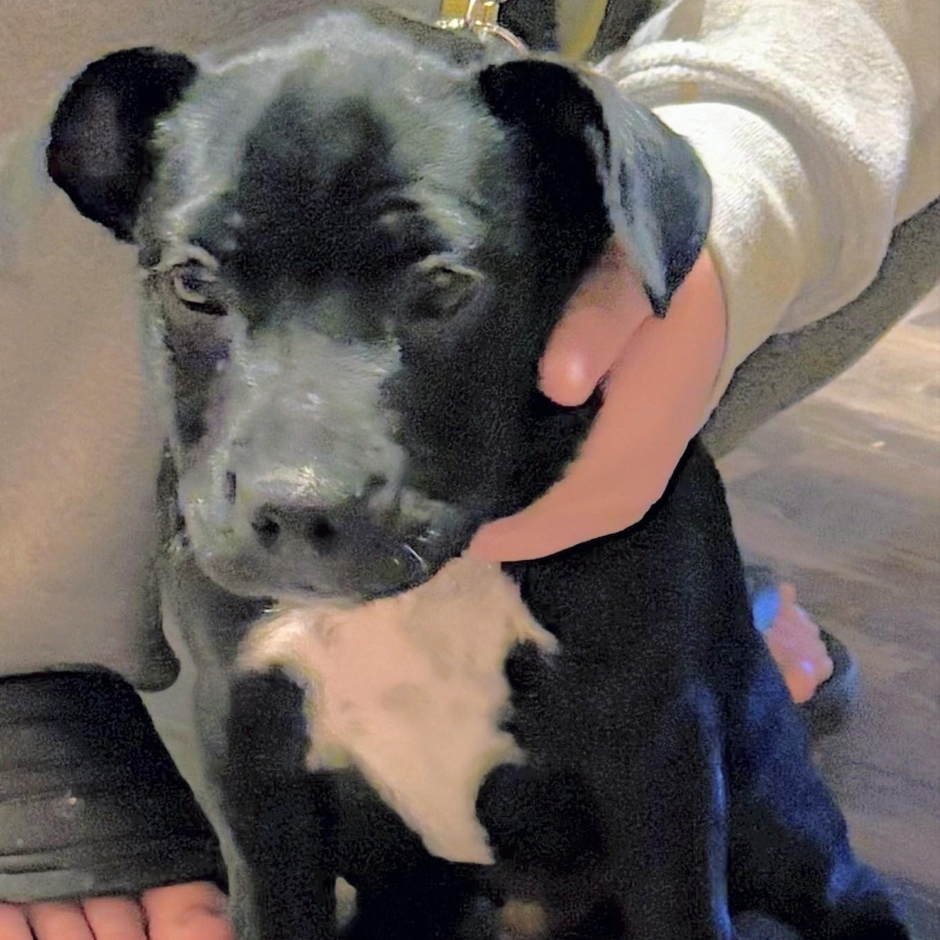 Atlas, an adopted mixed breed in Aurora, NE image 2/4