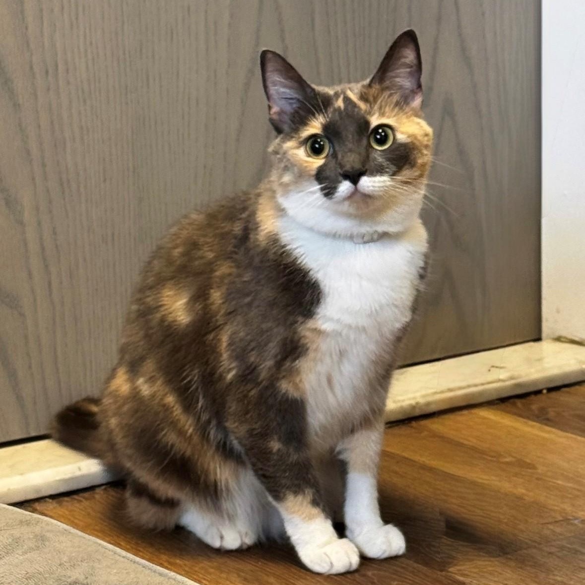 Enlarge Floof, a ADOPTABLE Calico in Syosset, NY image 1/1