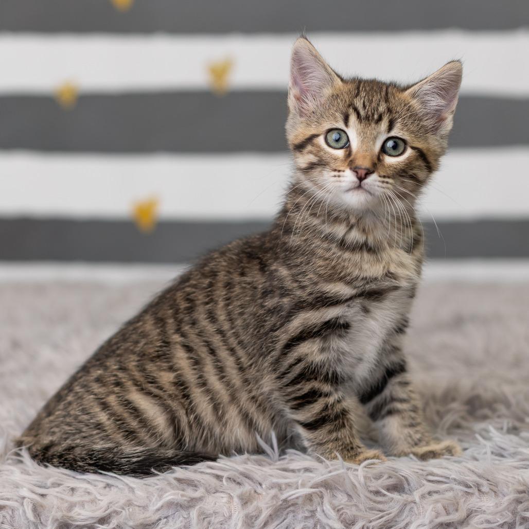 Enlarge Banshee, a Adoptable Domestic Short Hair in St. Paul, MN image 1/6