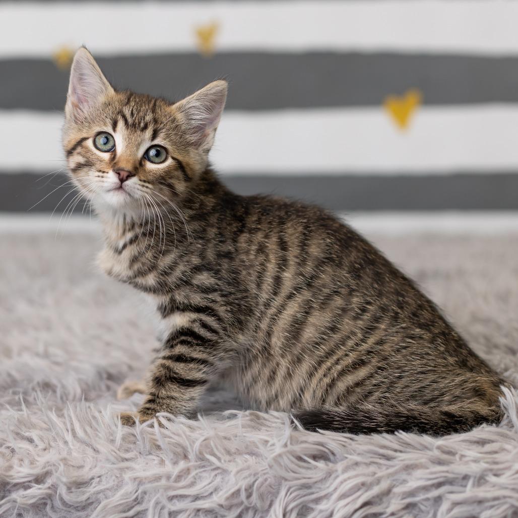 Enlarge Banshee, a Adoptable Domestic Short Hair in St. Paul, MN image 2/6