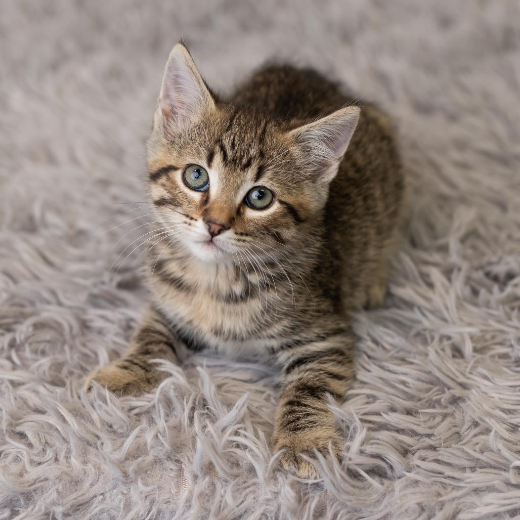 Enlarge Banshee, a Adoptable Domestic Short Hair in St. Paul, MN image 3/6