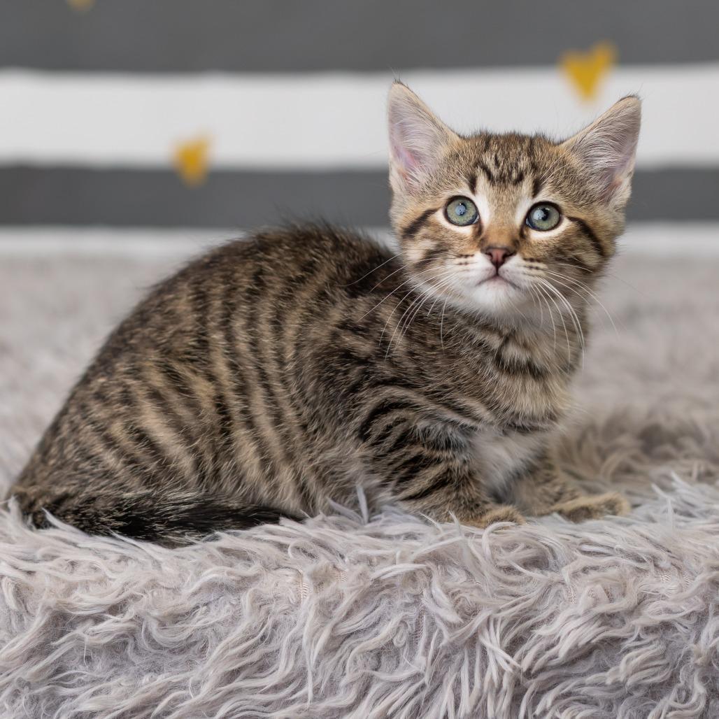 Enlarge Banshee, a Adoptable Domestic Short Hair in St. Paul, MN image 4/6