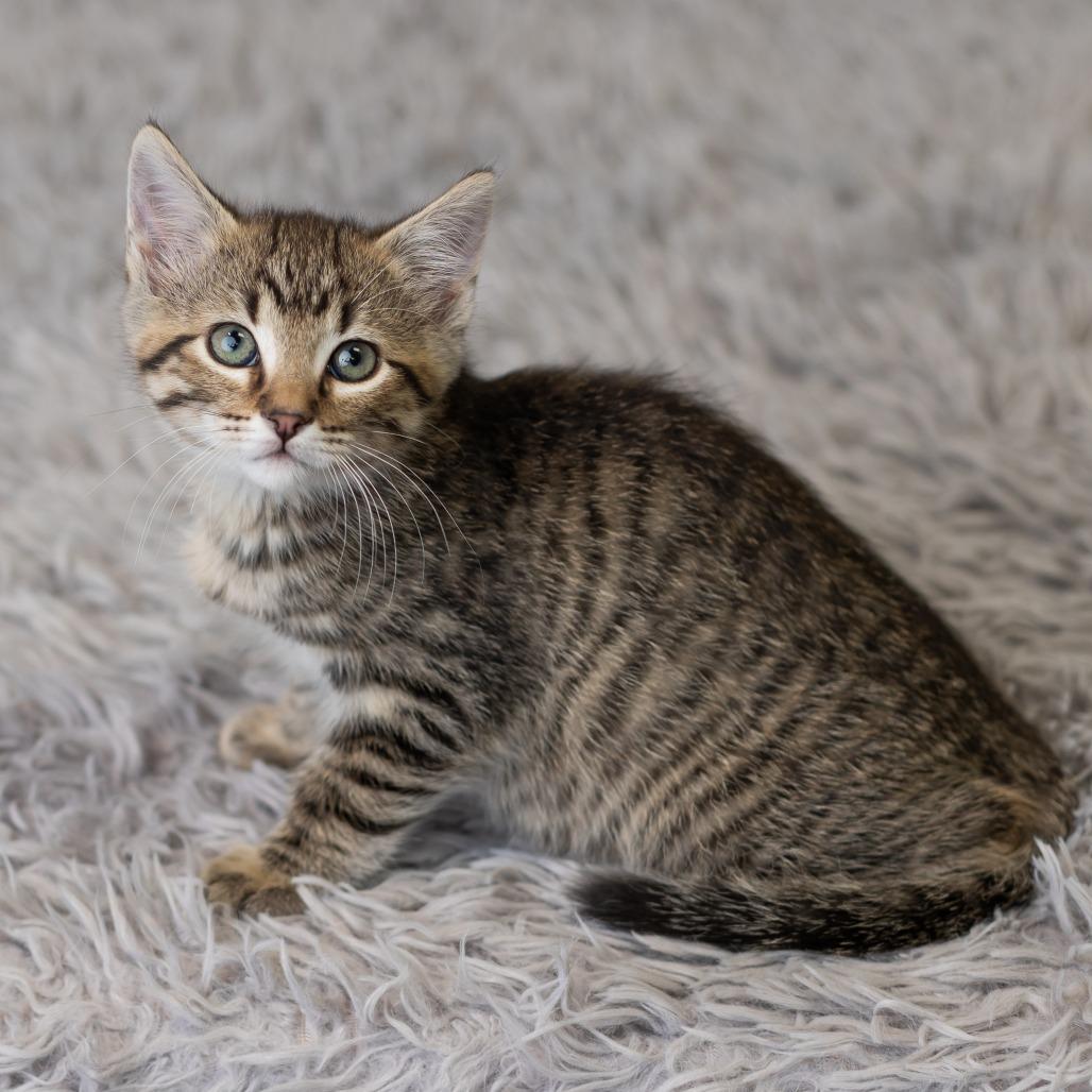Enlarge Banshee, a Adoptable Domestic Short Hair in St. Paul, MN image 5/6