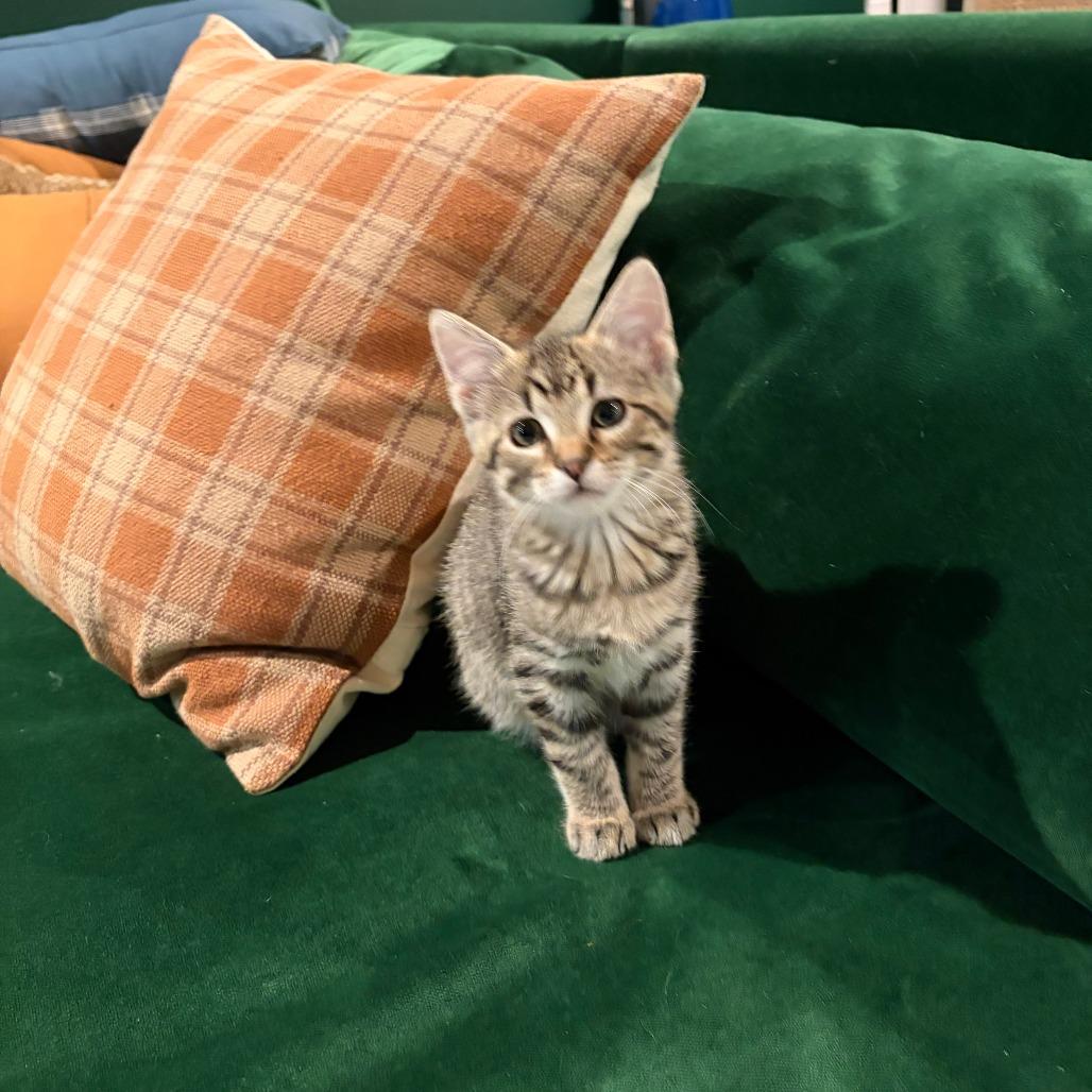 Enlarge Banshee, a Adoptable Domestic Short Hair in St. Paul, MN image 6/6
