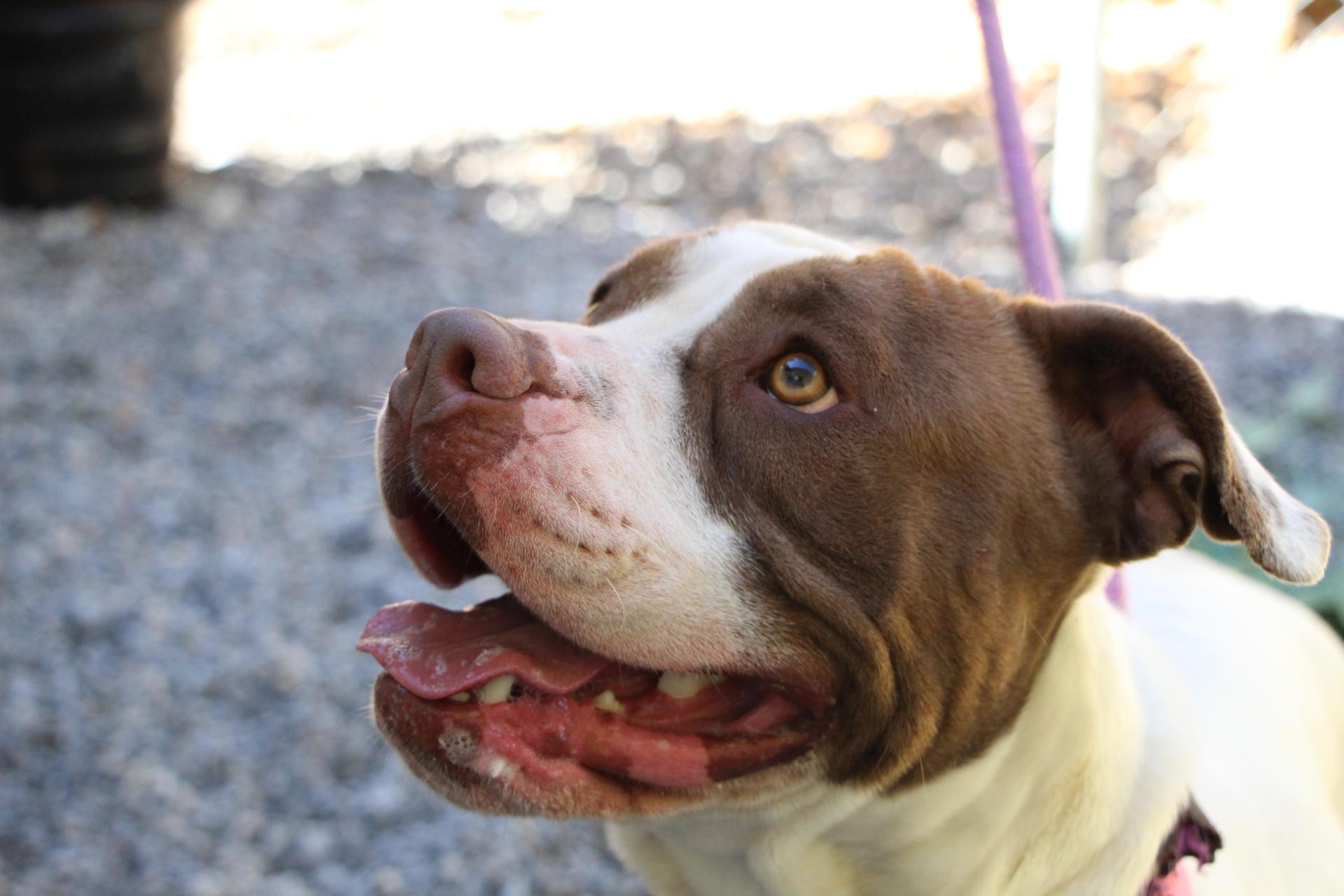 Enlarge Kansas, a Adoptable mixed breed in Dawsonville, GA image 2/4