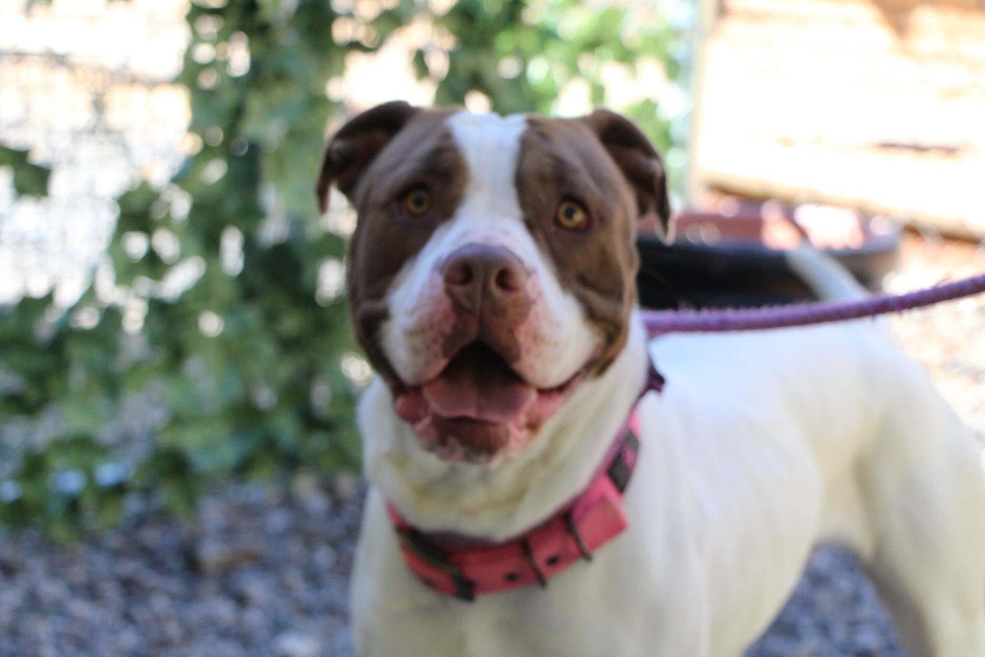 Enlarge Kansas, a Adoptable mixed breed in Dawsonville, GA image 3/4