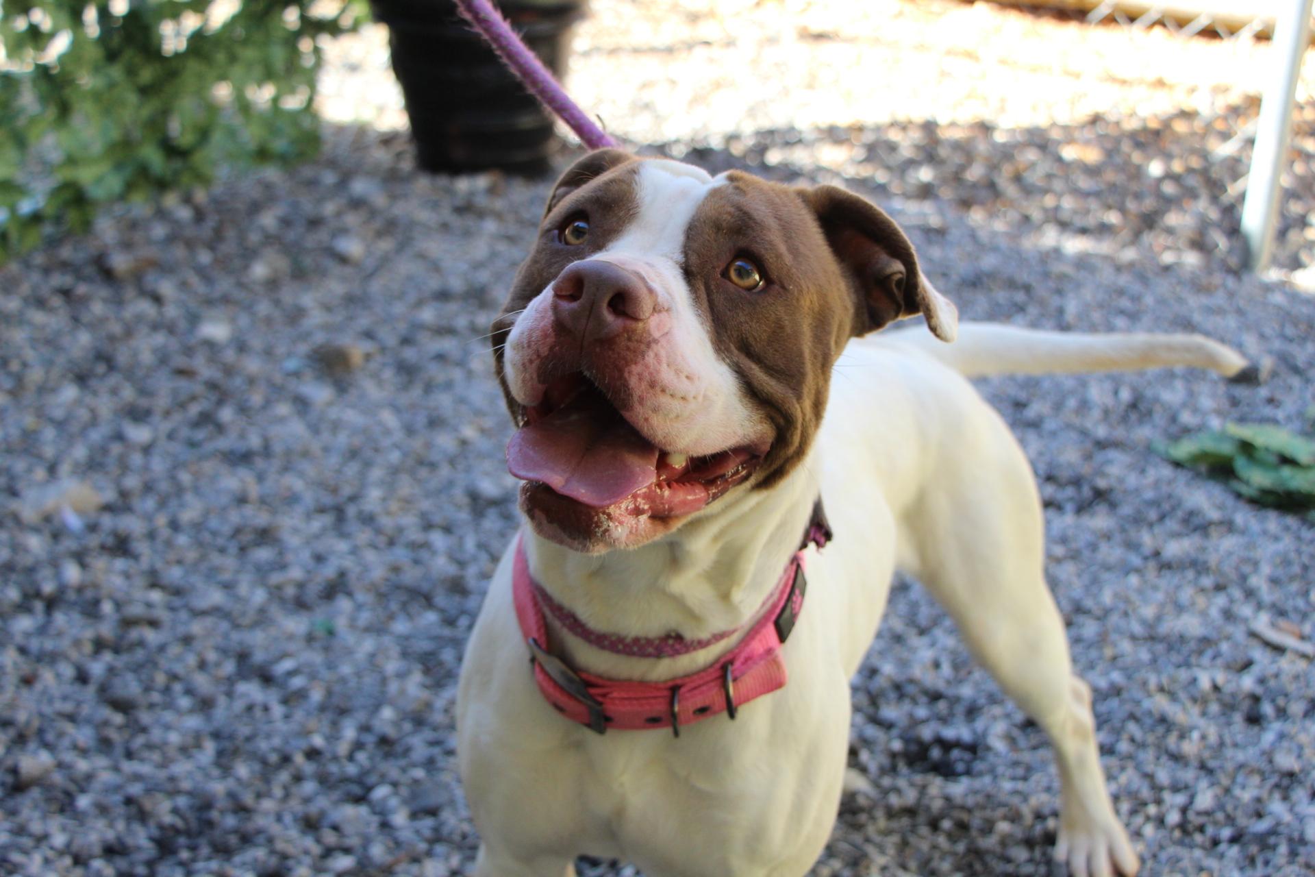 Enlarge Kansas, a Adoptable mixed breed in Dawsonville, GA image 4/4