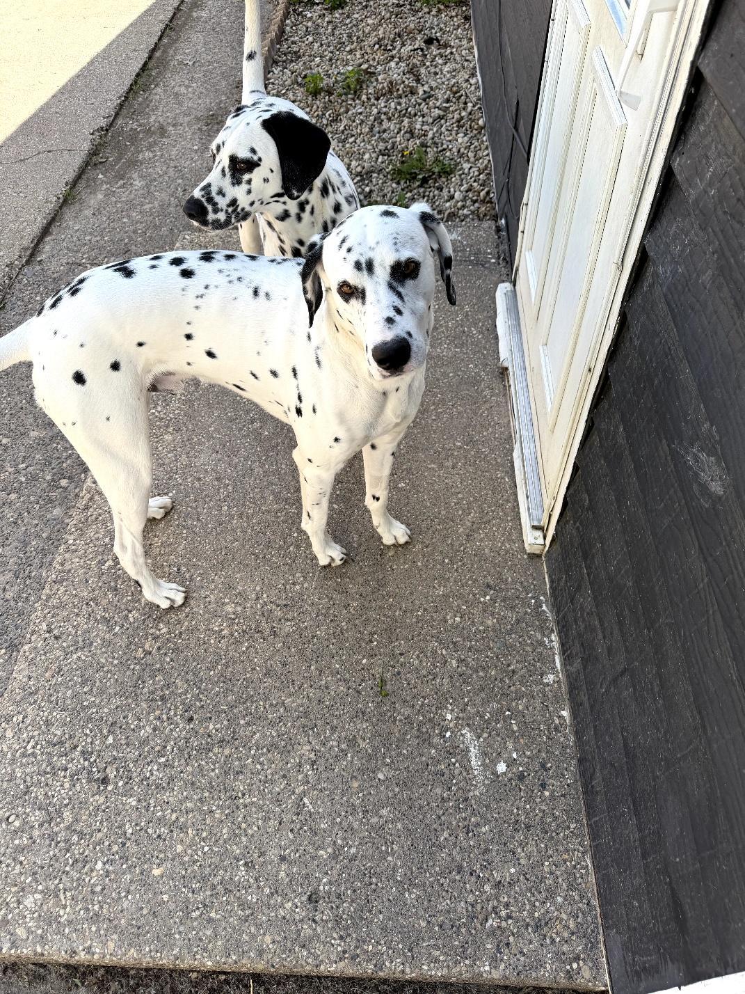 Yeezy-Moline, IL, a Adoptable Dalmatian in Moline, IL image 4/6