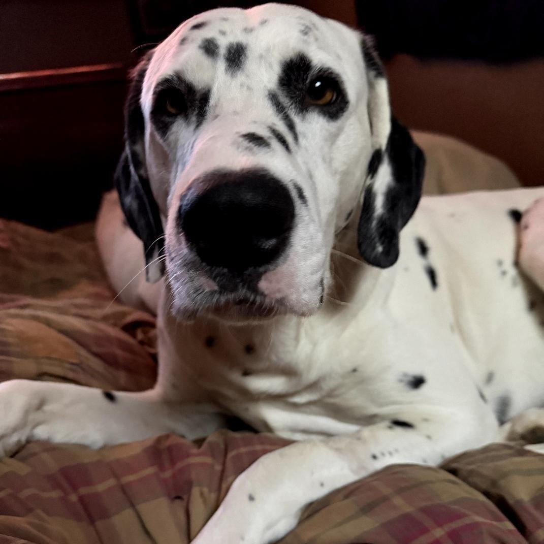 Yeezy-Moline, IL, a Adoptable Dalmatian in Moline, IL image 2/6