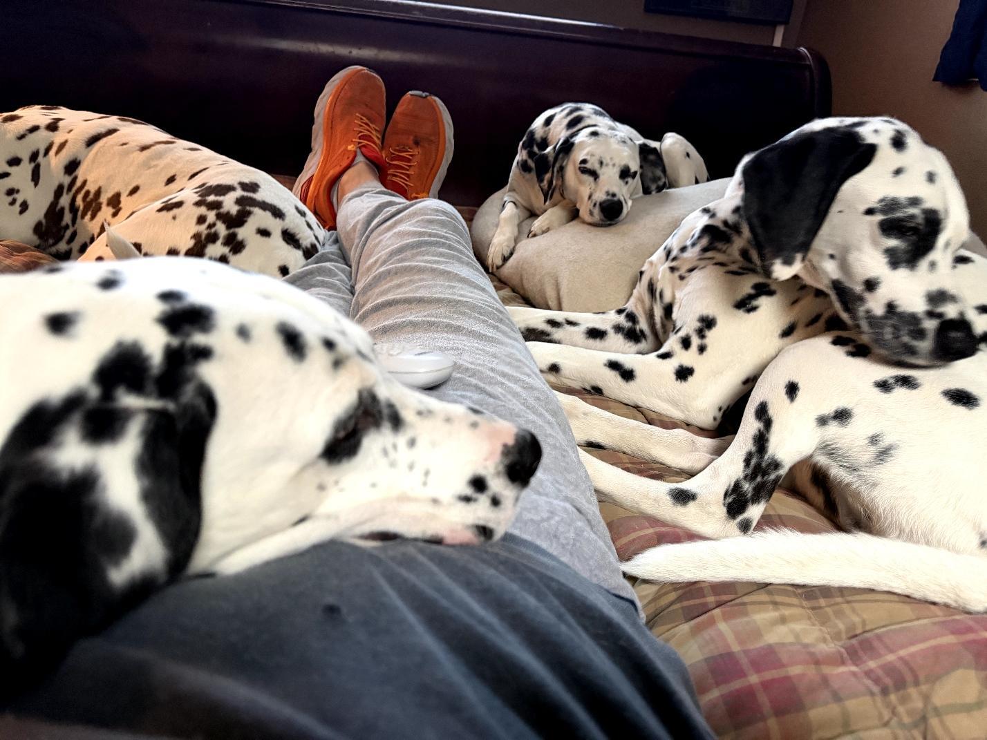 Yeezy-Moline, IL, a Adoptable Dalmatian in Moline, IL image 6/6