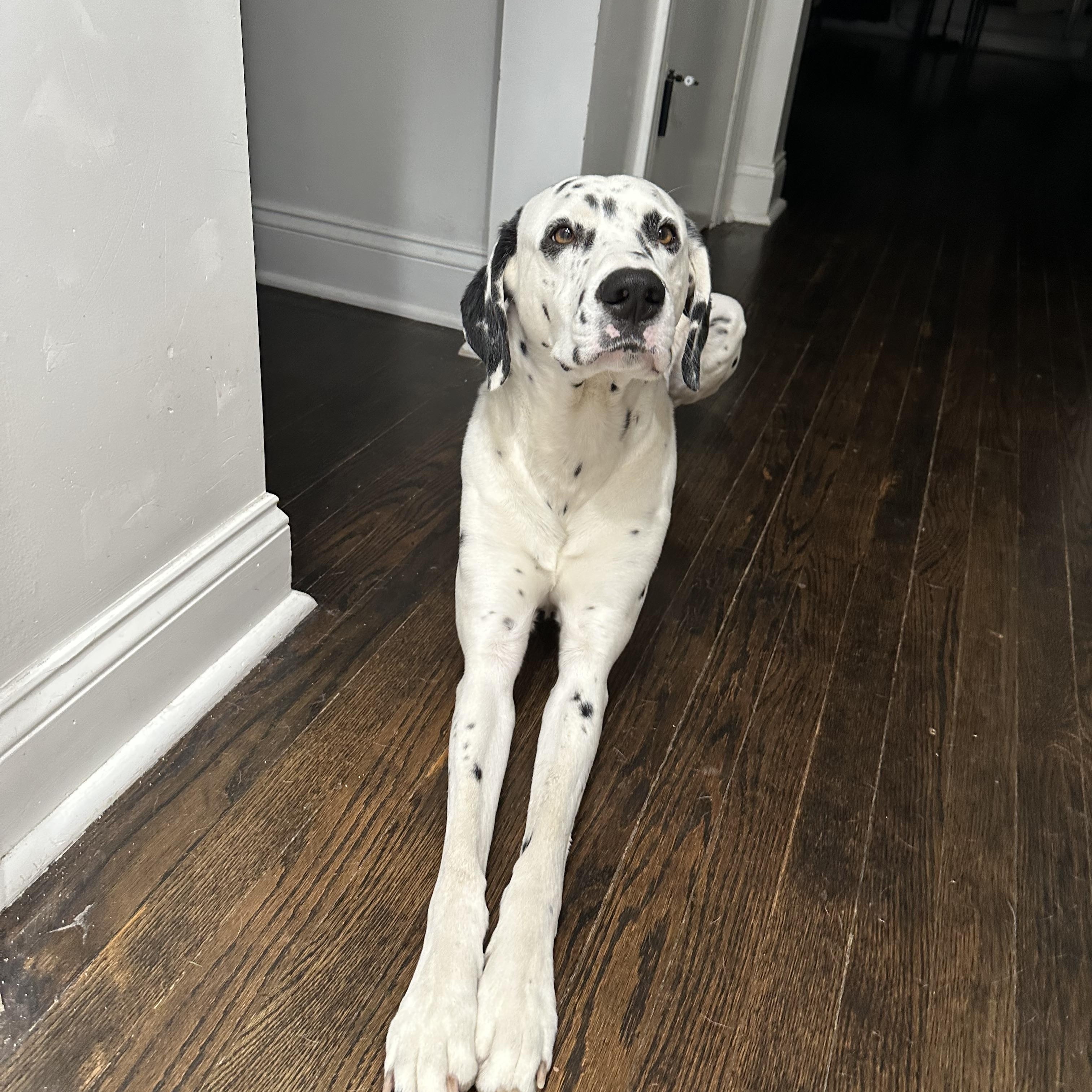 Yeezy-Moline, IL, a Adoptable Dalmatian in Moline, IL image 5/6