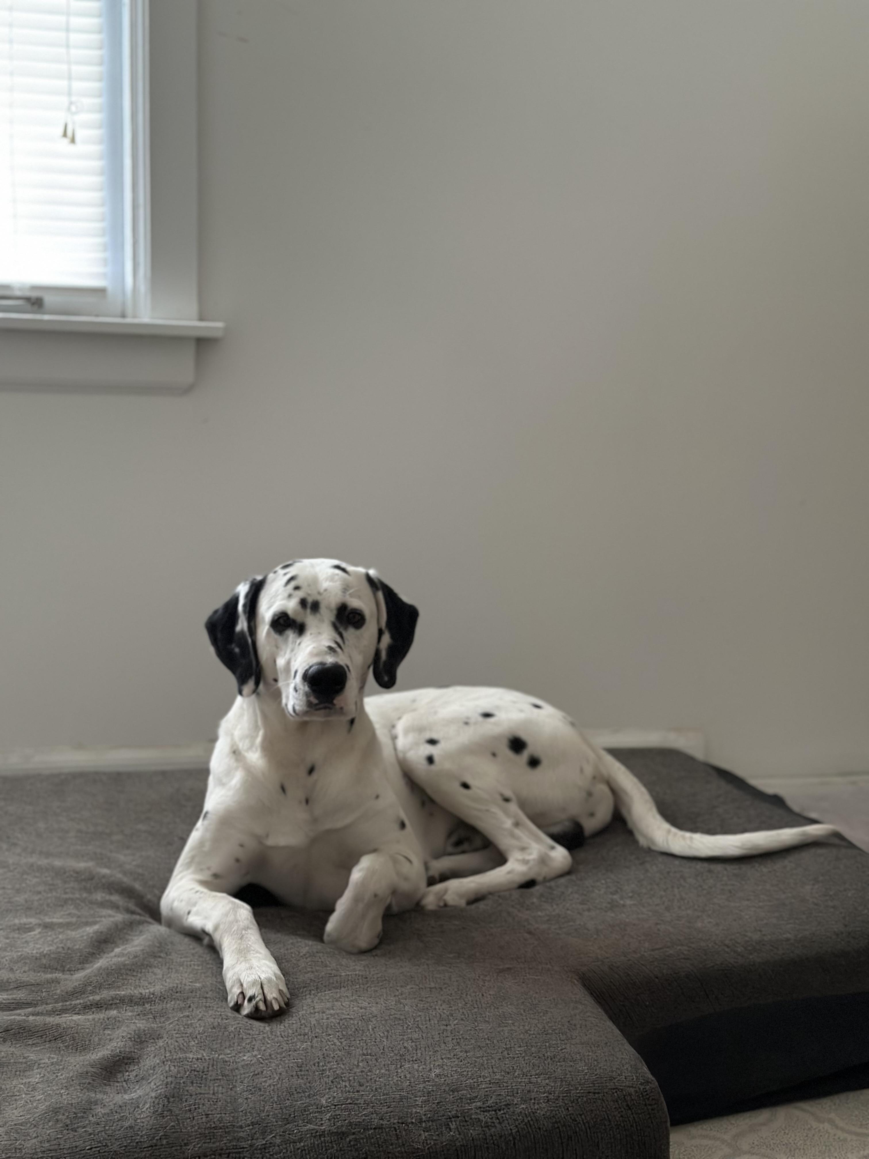 Yeezy-Moline, IL, a Adoptable Dalmatian in Moline, IL image 3/6