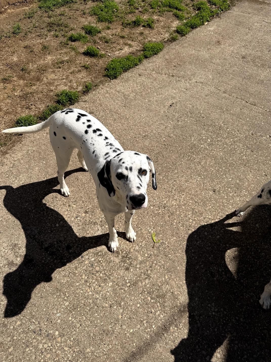 Yeezy-Moline, IL, a Adoptable Dalmatian in Moline, IL image 1/6