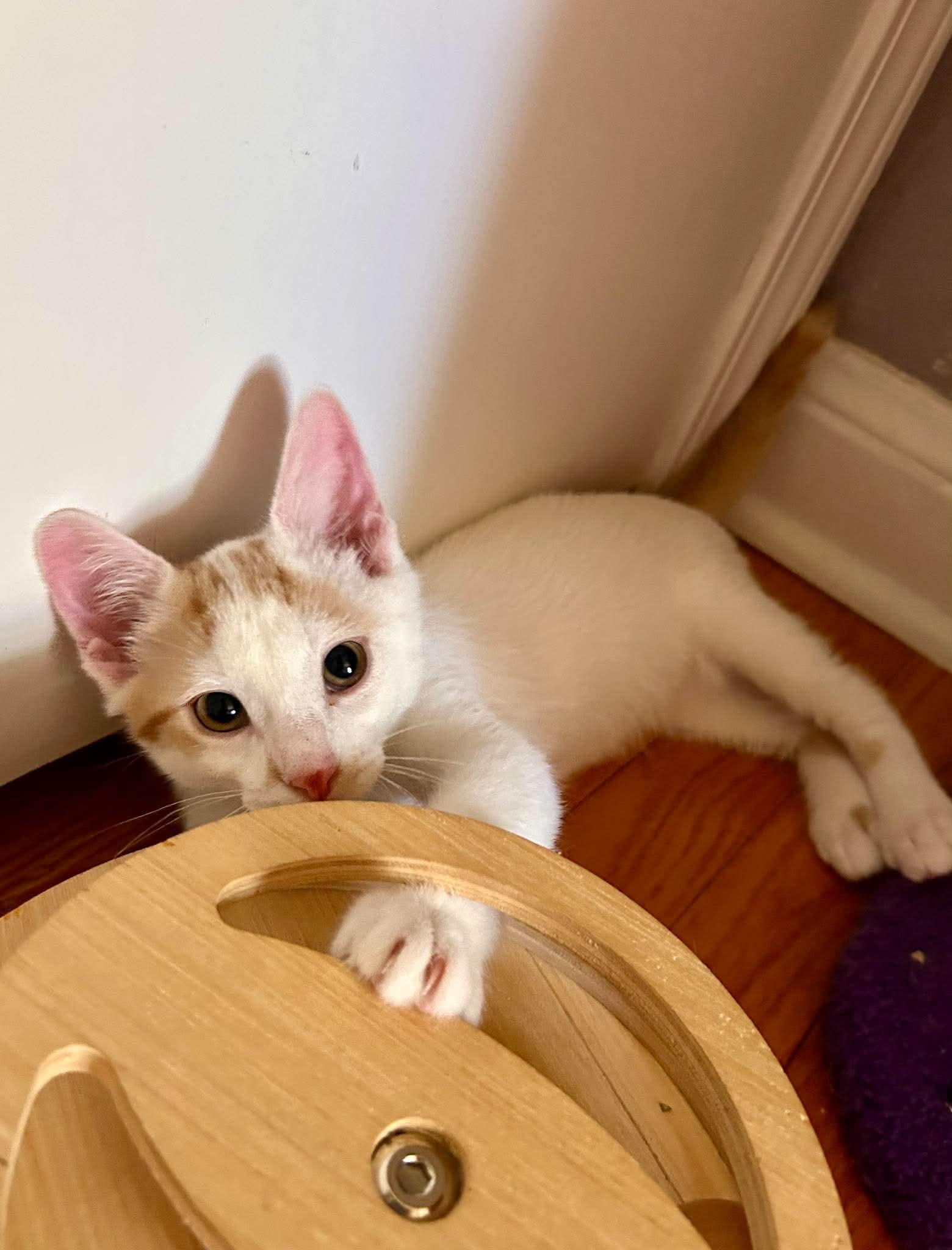Freddie Mercury, ADOPTABLE, Kitten Male Domestic Short Hair.