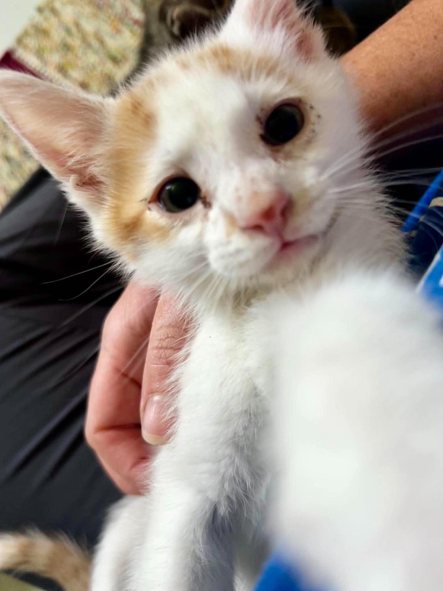 Freddie Mercury, a ADOPTABLE Domestic Short Hair in Bloomsdale, MO image 4/5