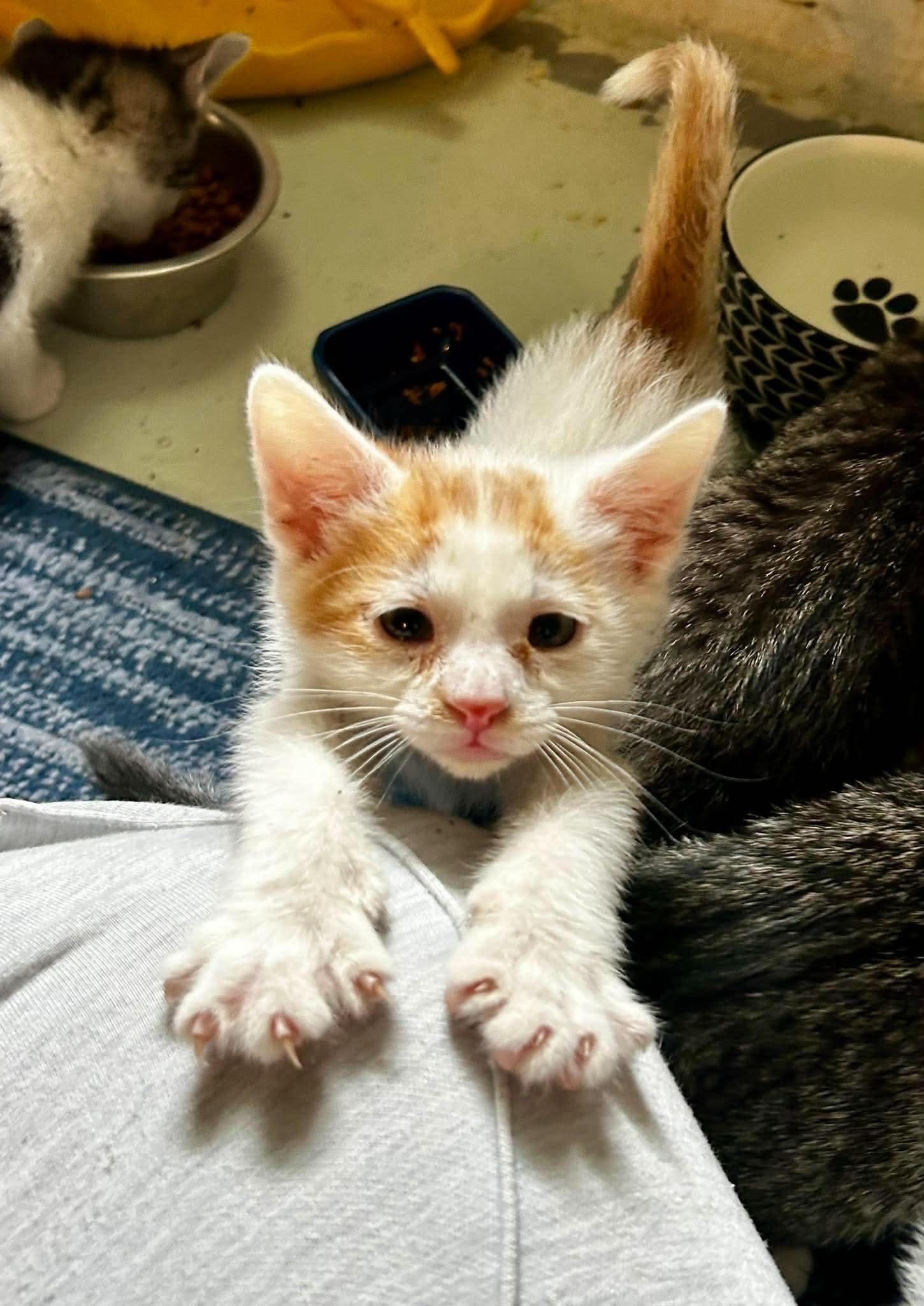 Freddie Mercury, ADOPTABLE, Kitten Male Domestic Short Hair.