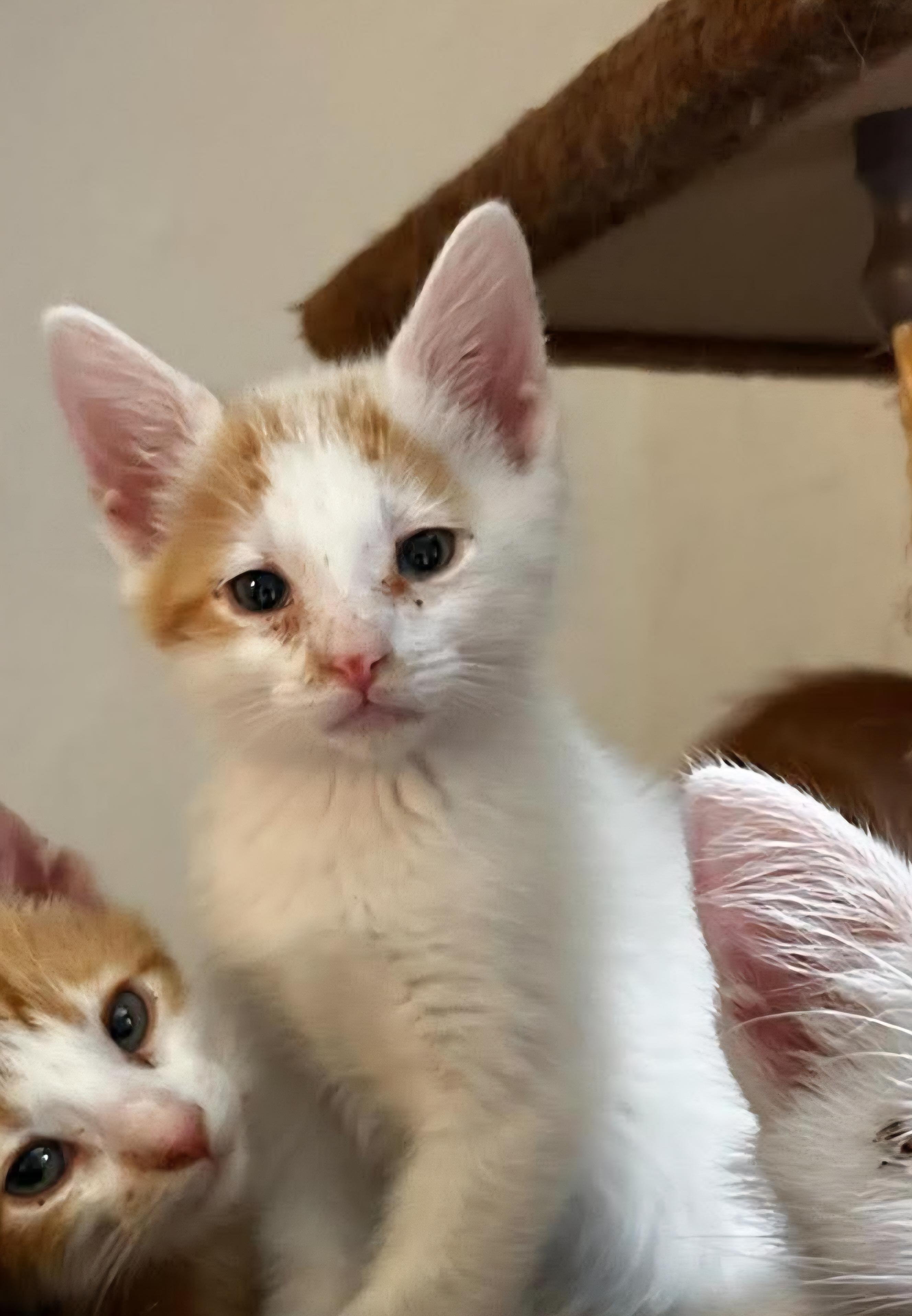 Freddie Mercury, a ADOPTABLE Domestic Short Hair in Bloomsdale, MO image 3/5
