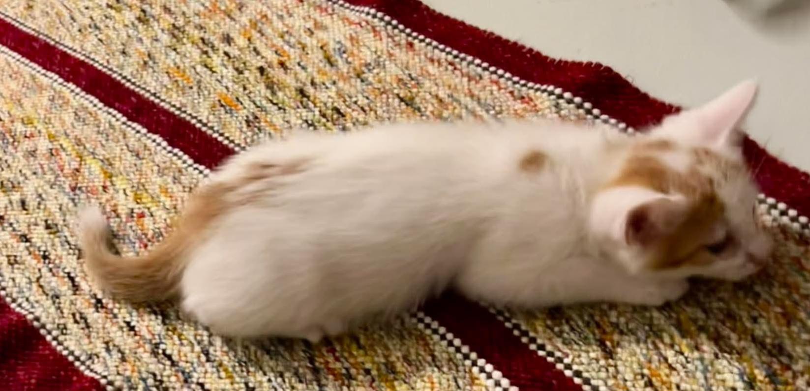 Freddie Mercury, a ADOPTABLE Domestic Short Hair in Bloomsdale, MO image 5/5