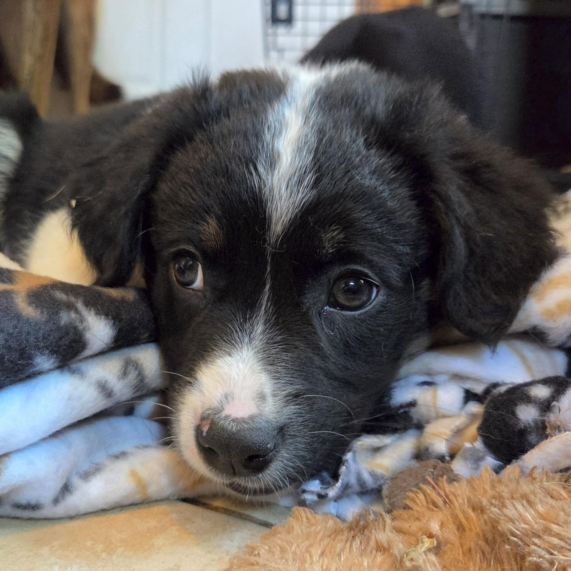 Maggie, an adopted mixed breed in Prior Lake, MN image 2/6