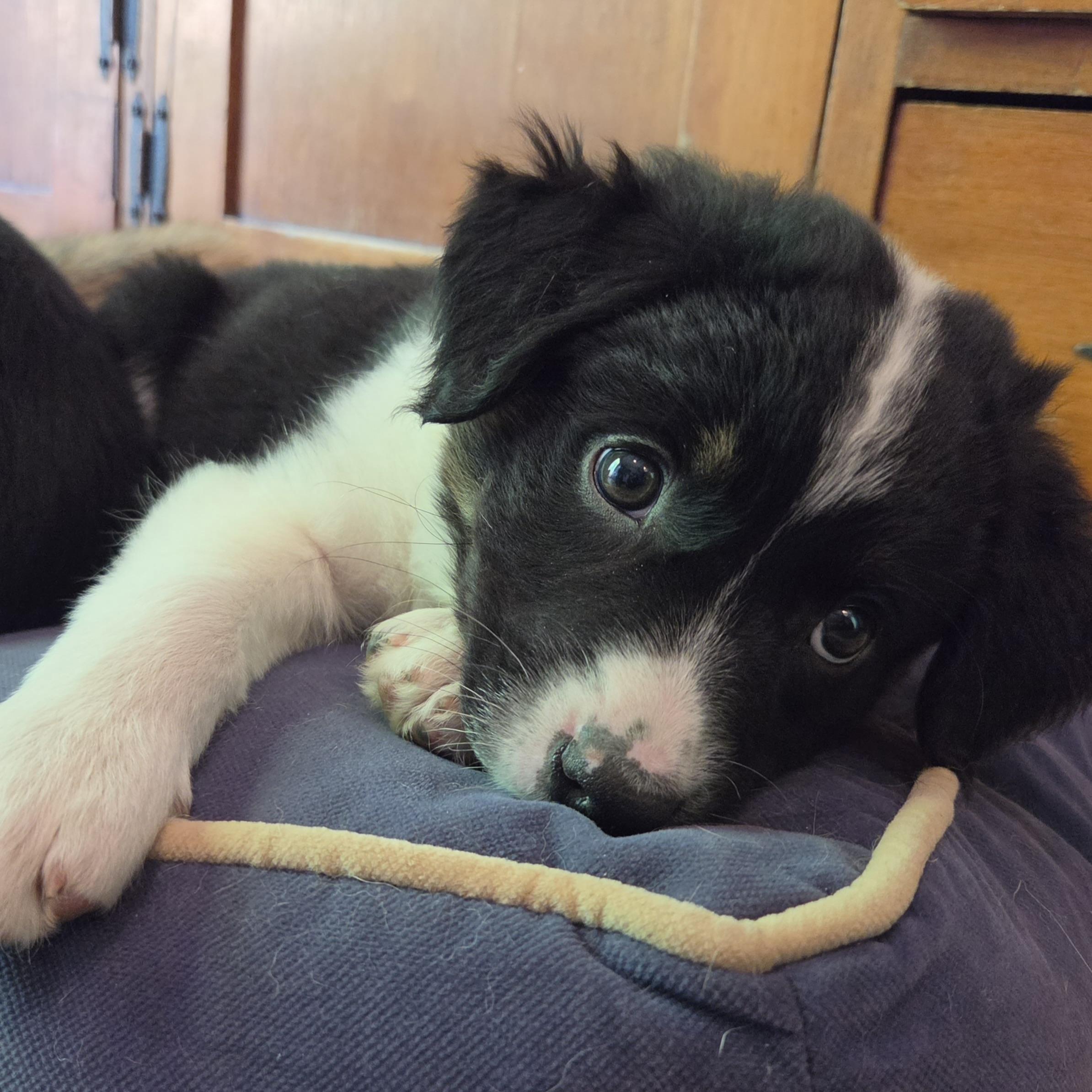 Maggie, an adopted mixed breed in Prior Lake, MN image 5/6