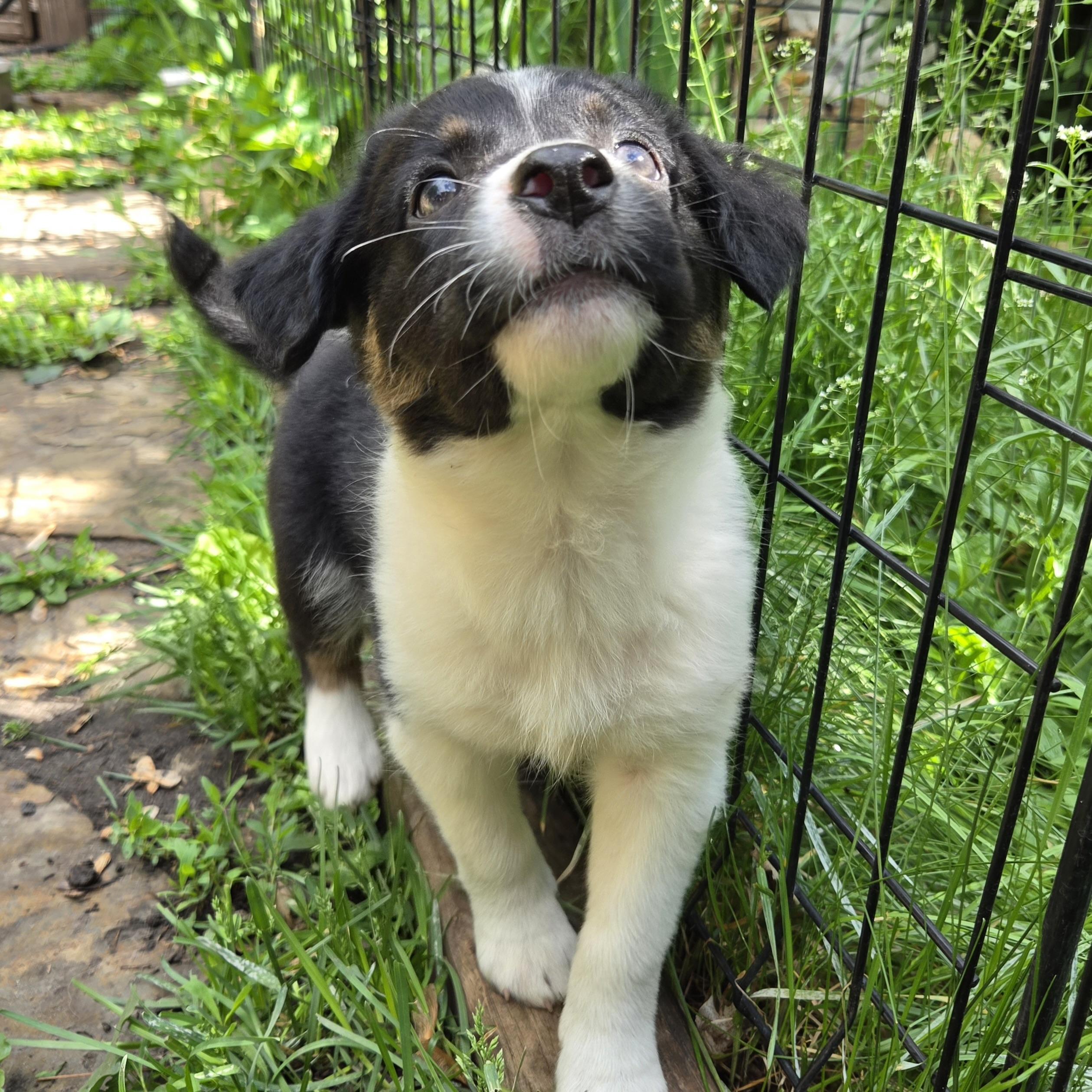 Maggie, an adopted mixed breed in Prior Lake, MN image 6/6