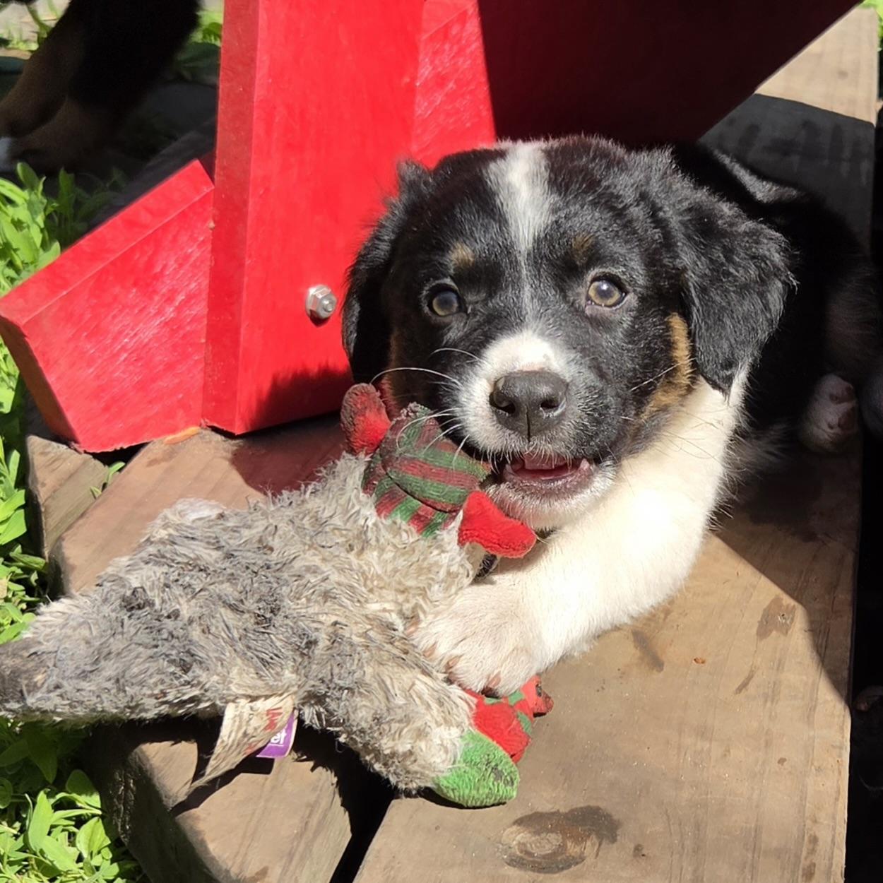 Maggie, an adopted mixed breed in Prior Lake, MN image 4/6