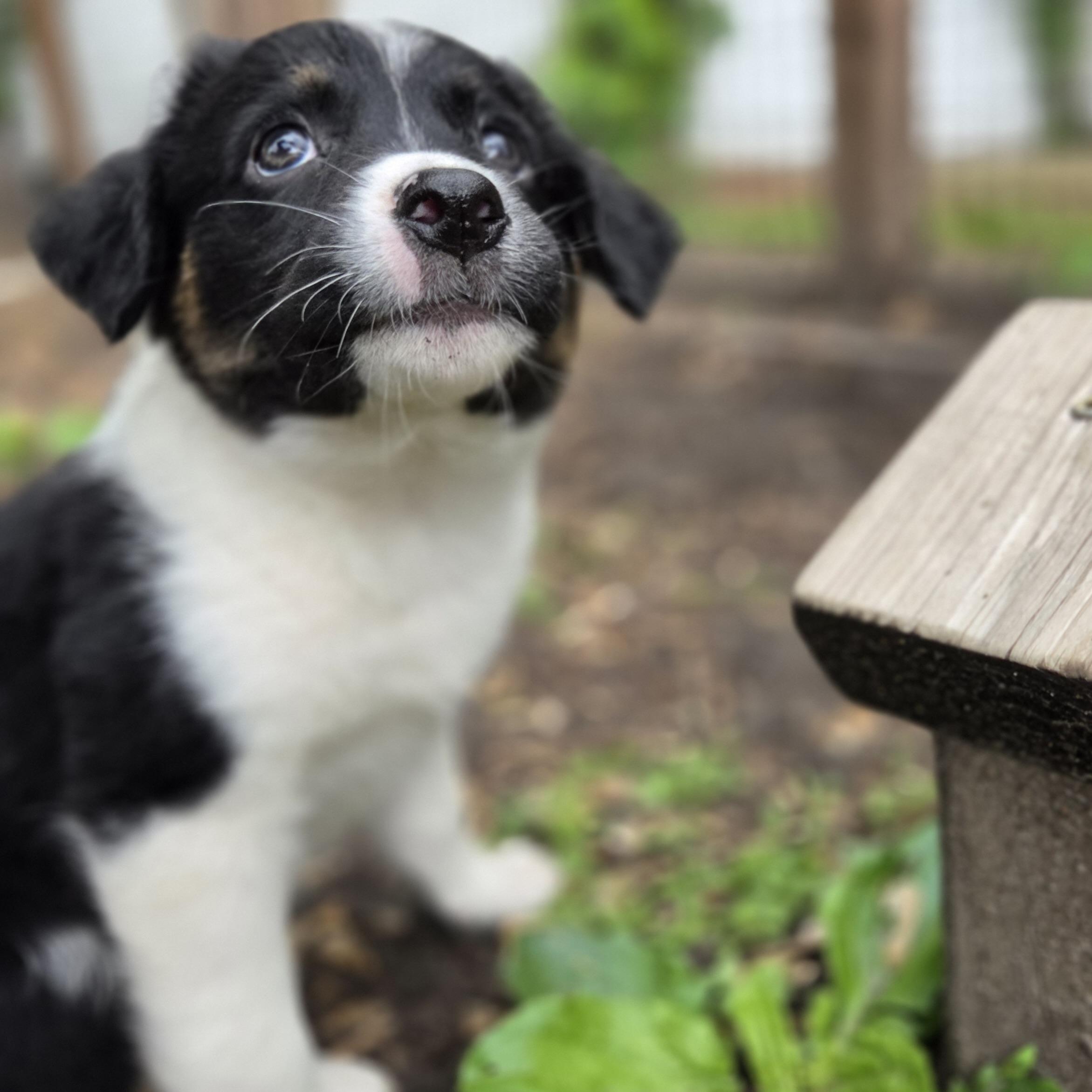 Maggie, an adopted mixed breed in Prior Lake, MN image 3/6