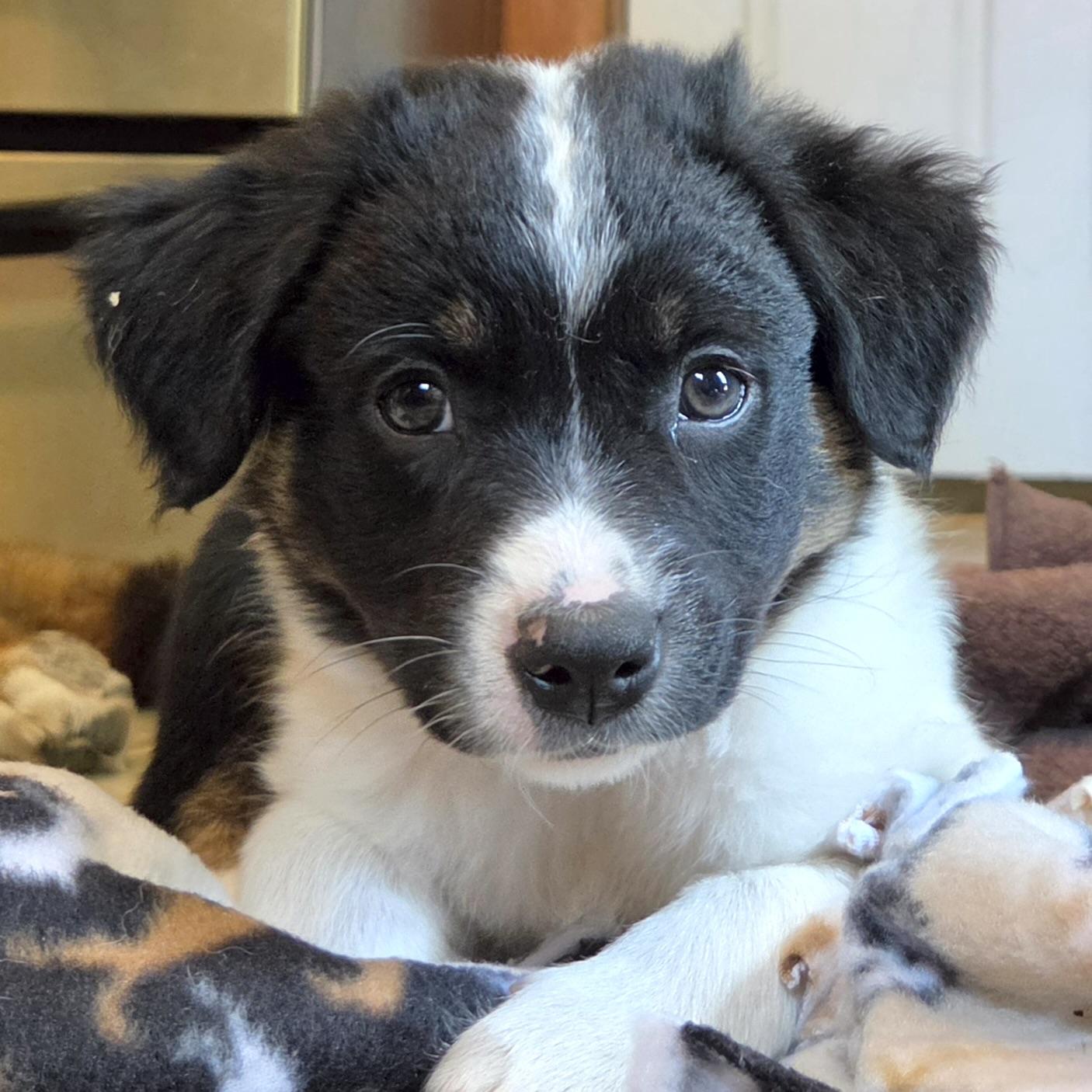 Maggie, adopted, Puppy Female English Setter & Australian Shepherd.