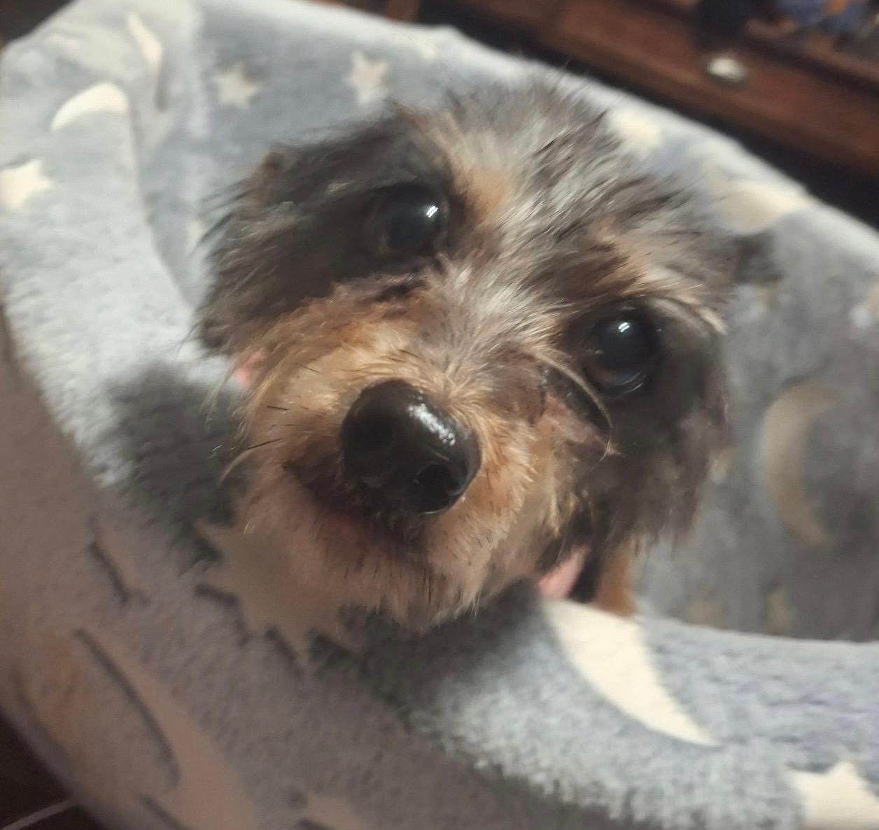 Sunshine, adopted, Adult Female Yorkshire Terrier.