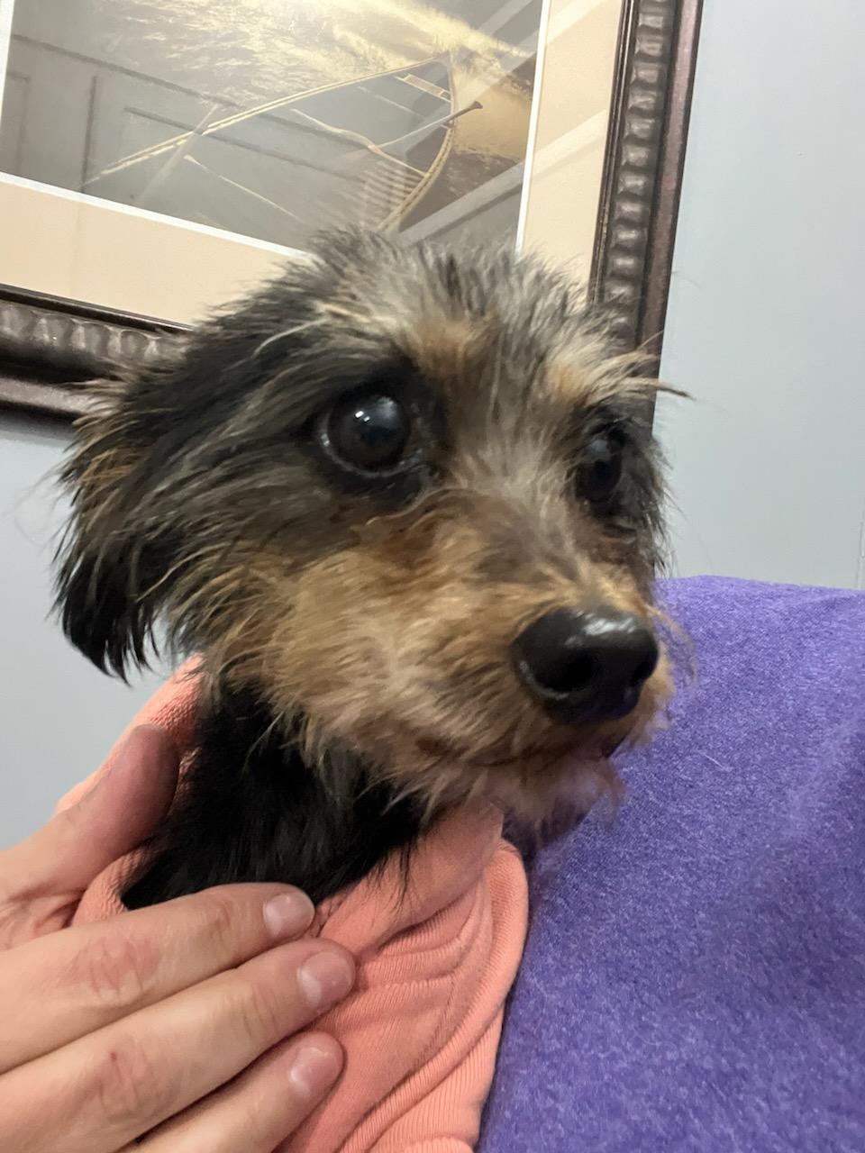 Enlarge Sunshine, an adopted mixed breed in Greenville, SC image 4/4