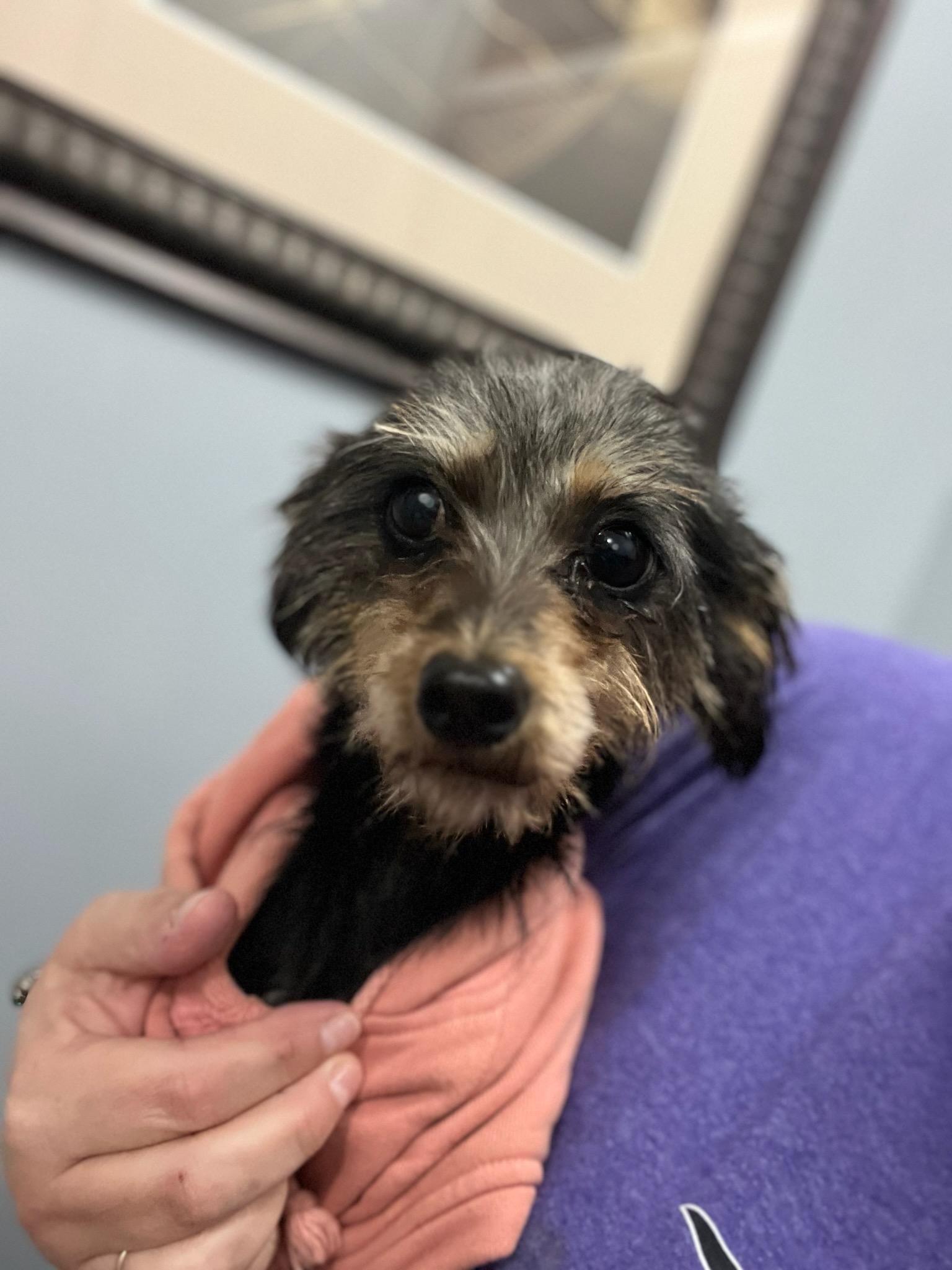 Enlarge Sunshine, an adopted mixed breed in Greenville, SC image 2/4