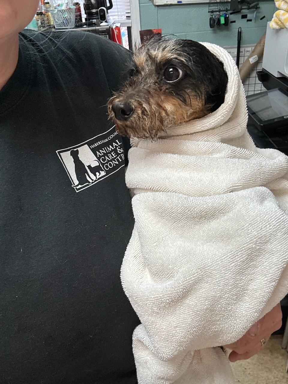 Enlarge Sunshine, an adopted mixed breed in Greenville, SC image 3/4