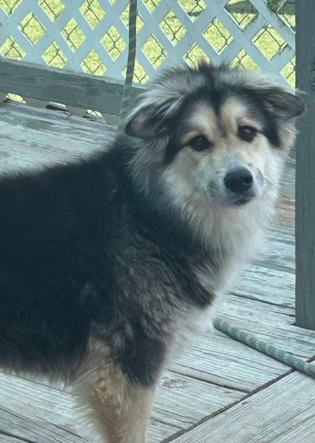 Enlarge Max, a Adoptable mixed breed in Hopkinton, MA image 4/6