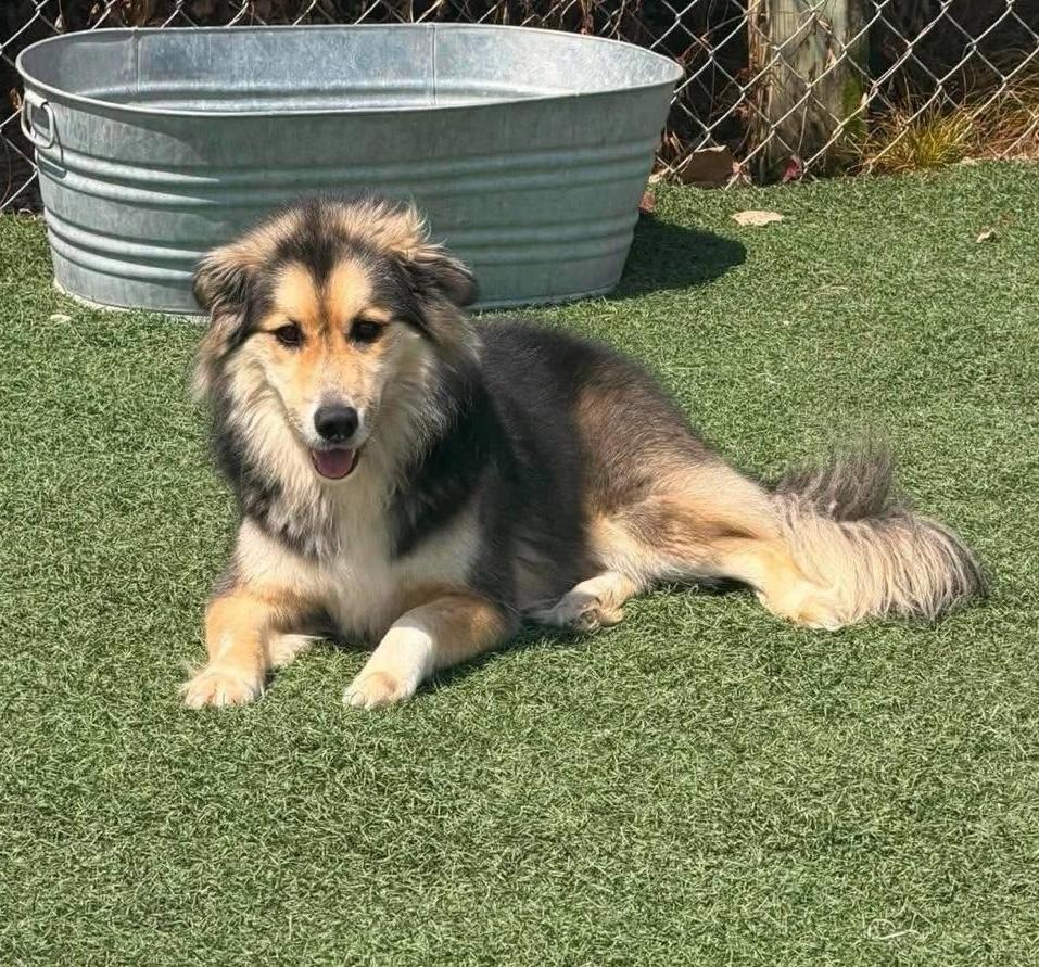Enlarge Max, a Adoptable mixed breed in Hopkinton, MA image 2/6