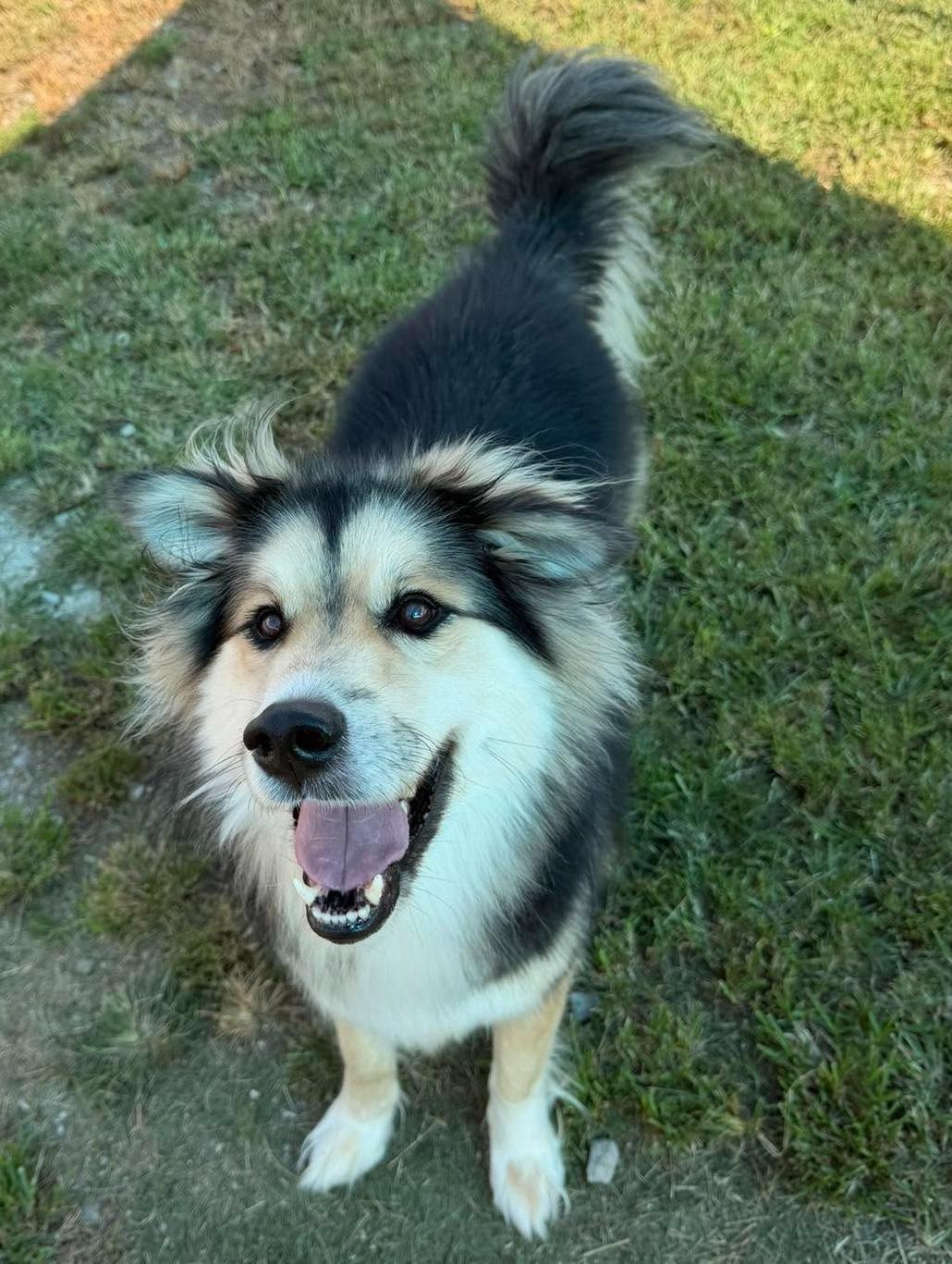 Enlarge Max, a Adoptable mixed breed in Hopkinton, MA image 6/6