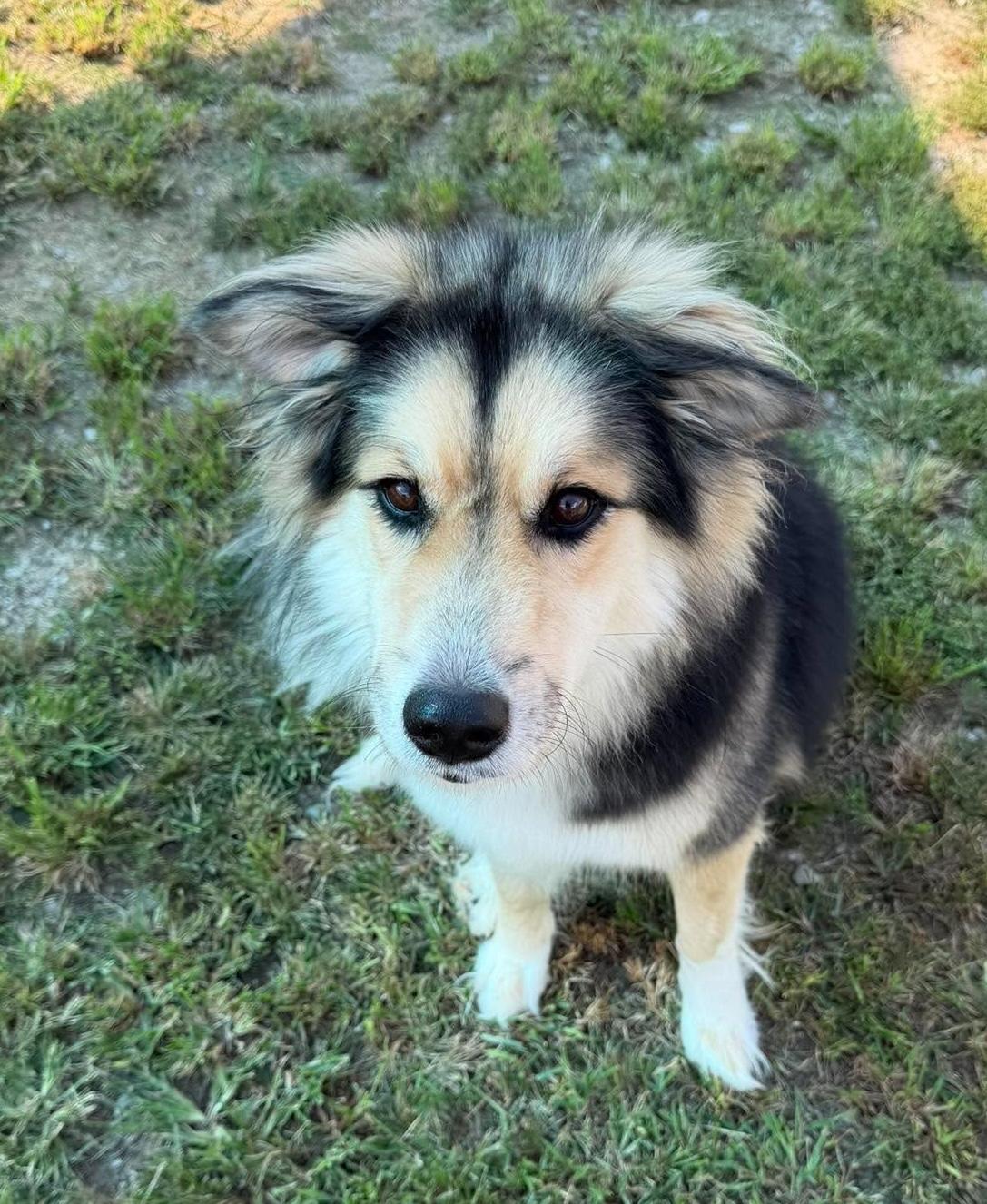Max, Adoptable, Adult Male Husky.