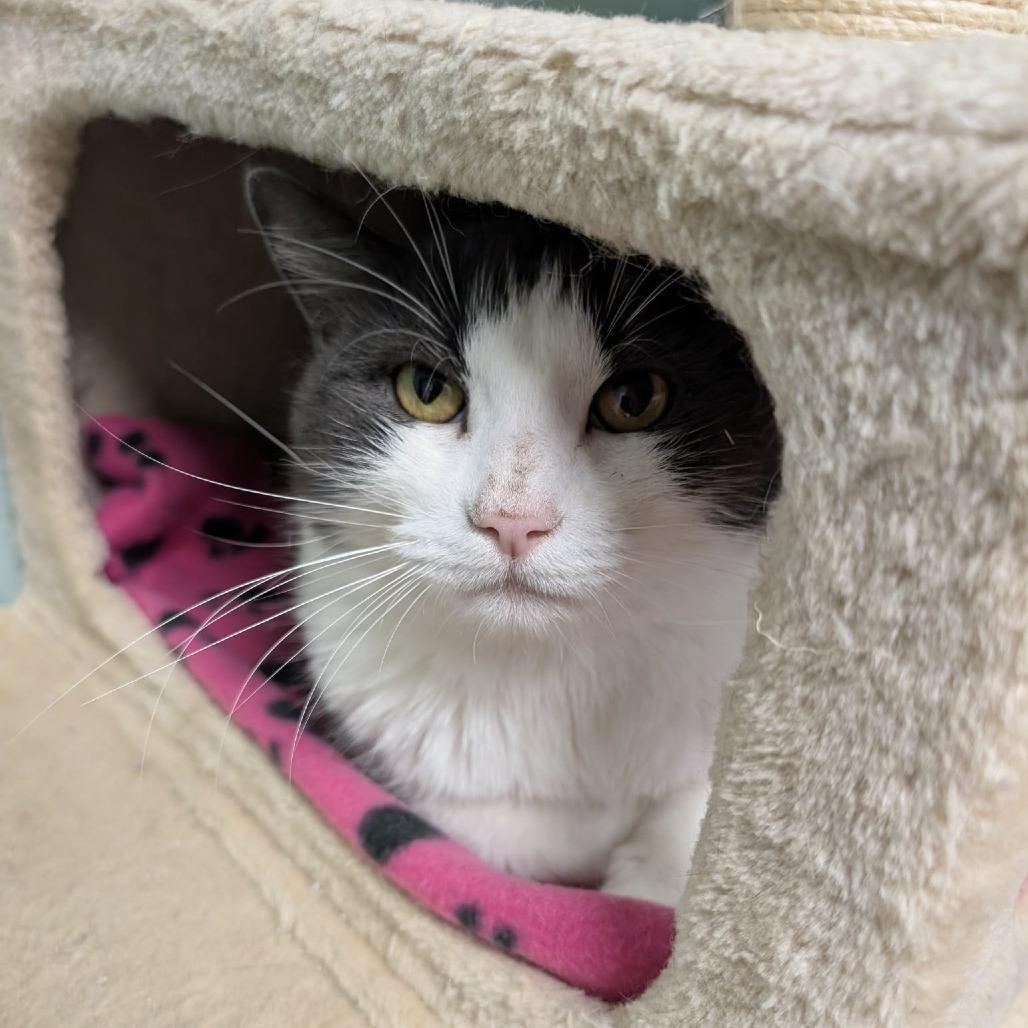 Enlarge Roo, a Adoptable Domestic Short Hair in Titusville, FL image 1/1