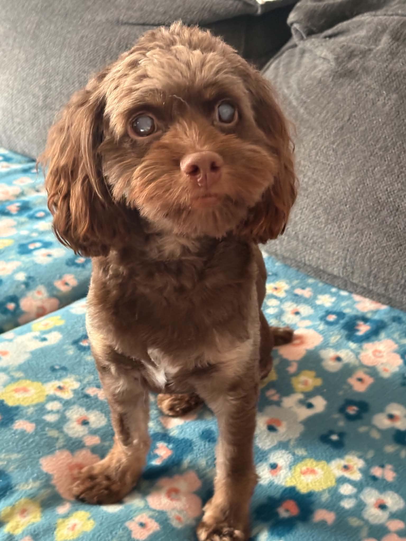 Zeus, Adoptable, Adult Male Cockapoo.