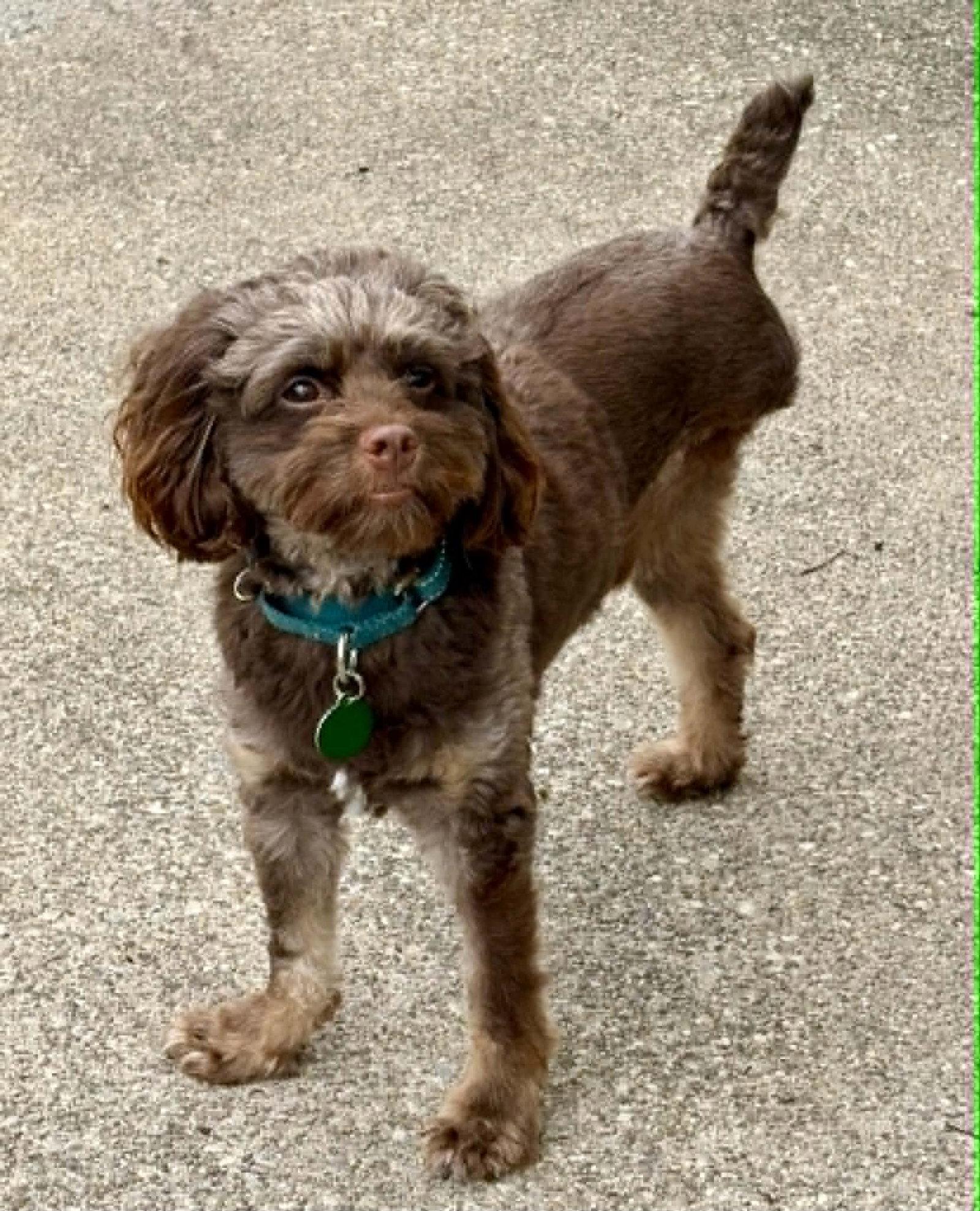 Zeus, a Adoptable Cockapoo in Buffalo, NY image 2/3