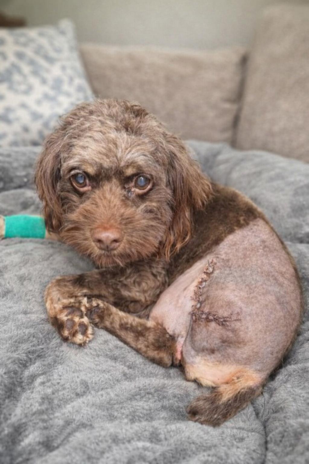 Enlarge Zeus, a Adoptable Cockapoo in Buffalo, NY image 2/3
