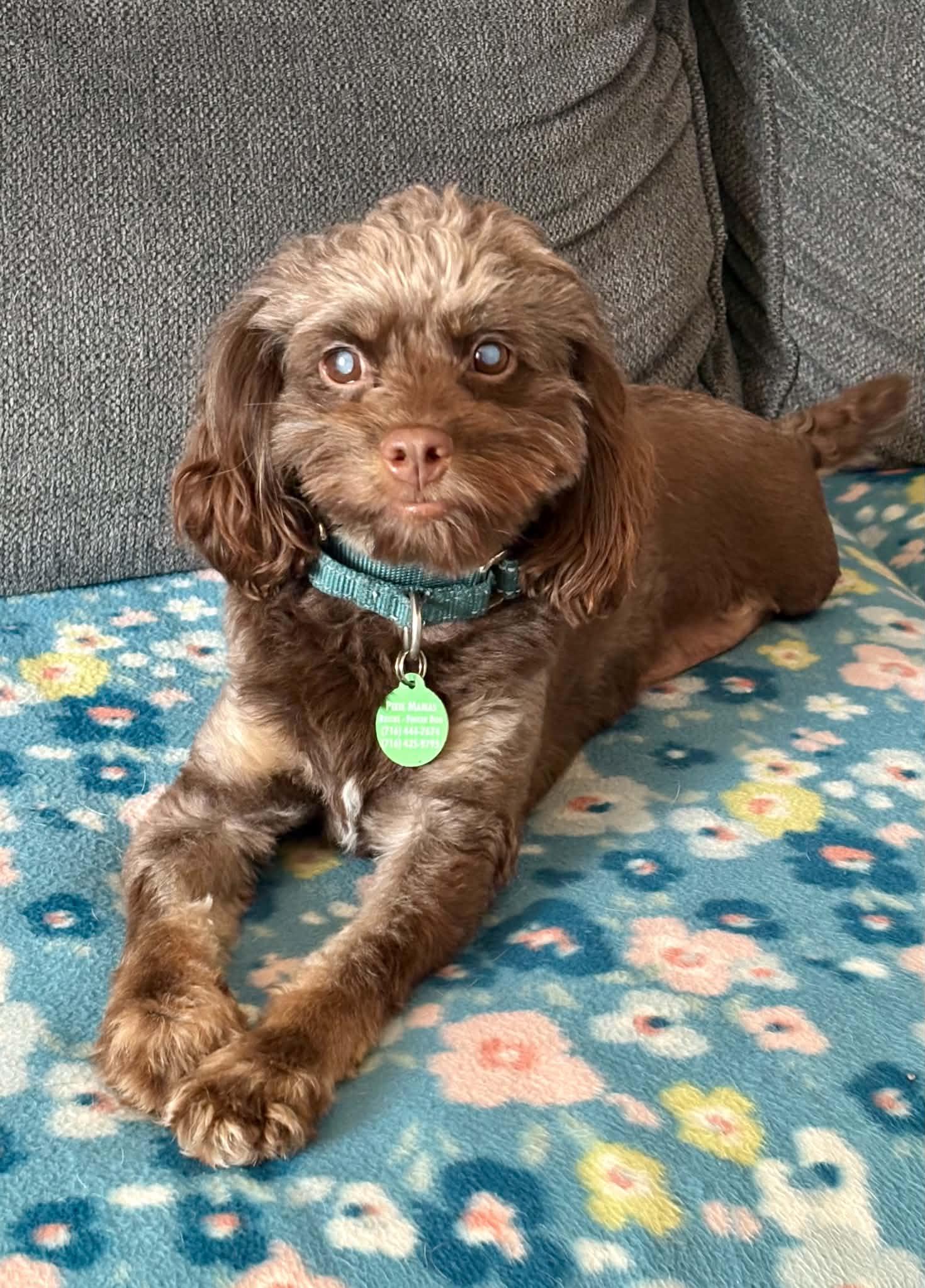 Enlarge Zeus, a Adoptable Cockapoo in Buffalo, NY image 3/3