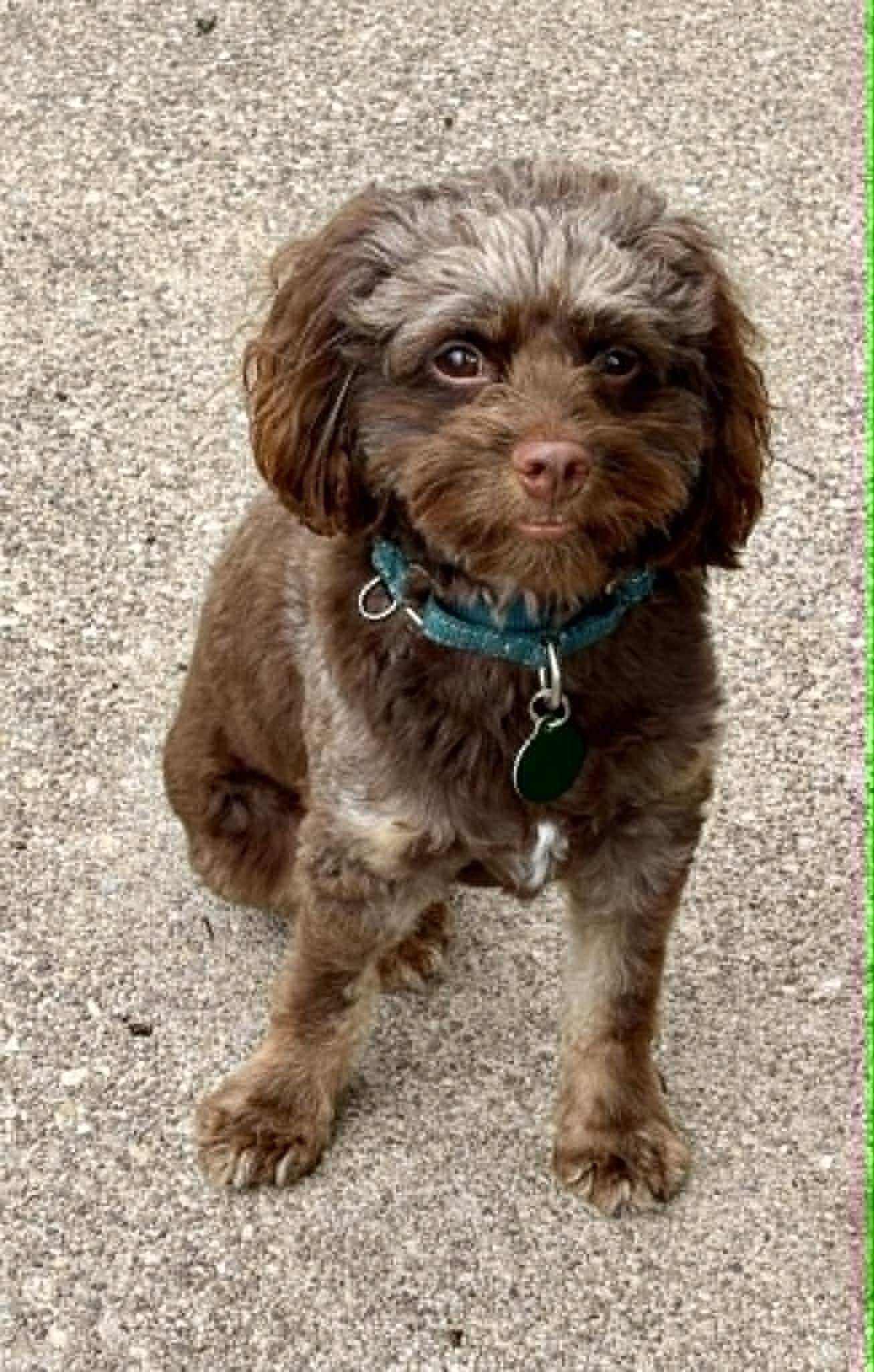 Zeus, a Adoptable Cockapoo in Buffalo, NY image 3/3