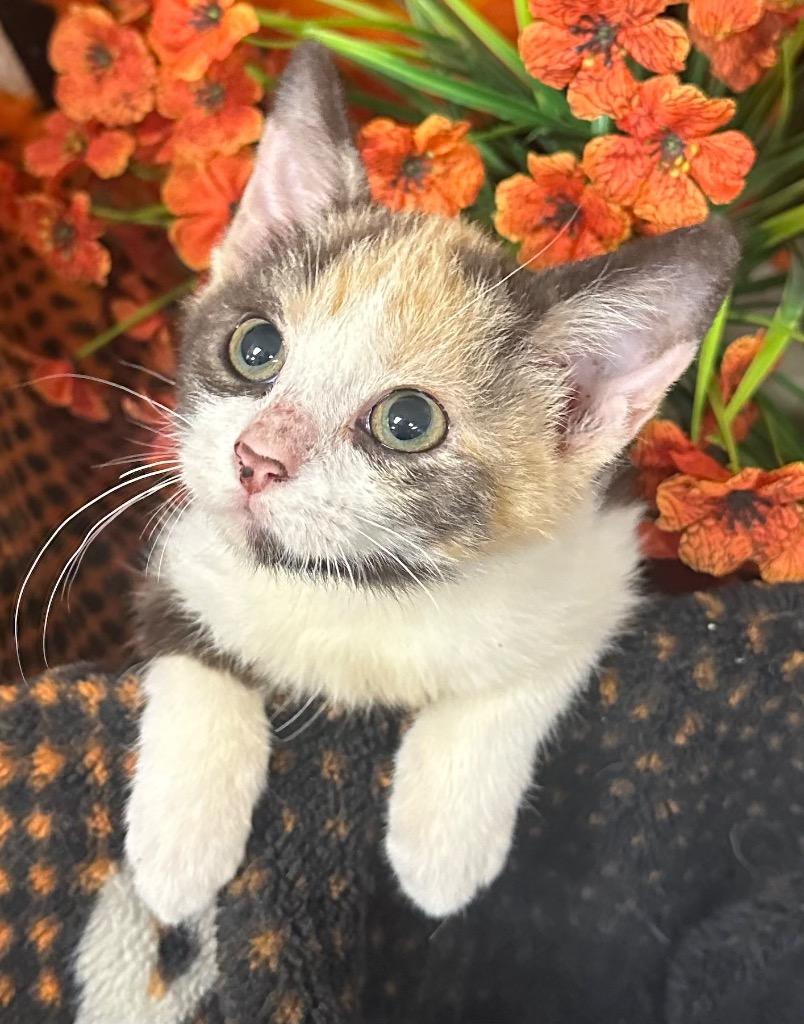 9/1/26 Chai, ADOPTABLE, Kitten • Female, American Bobtail.