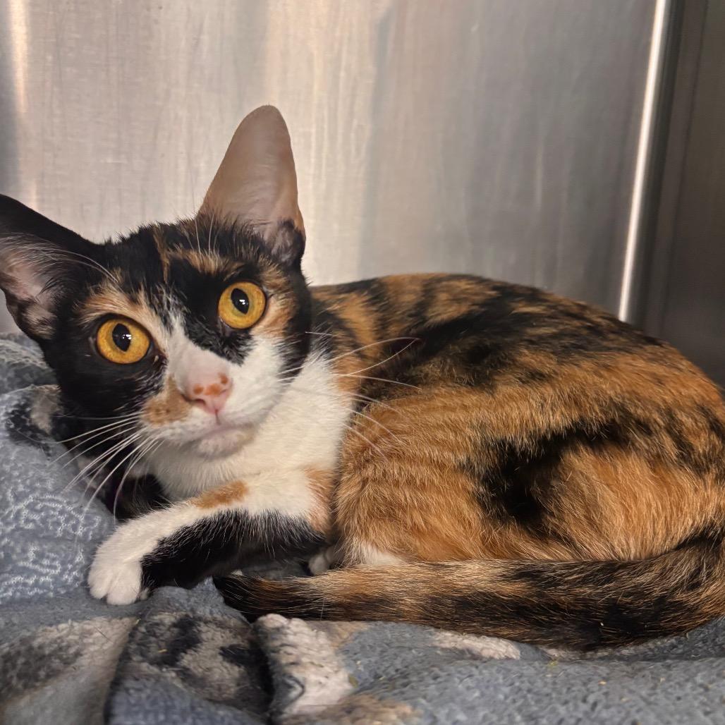 Calpurrnia, a Adoptable Domestic Short Hair in Belleville, IL image 1/2