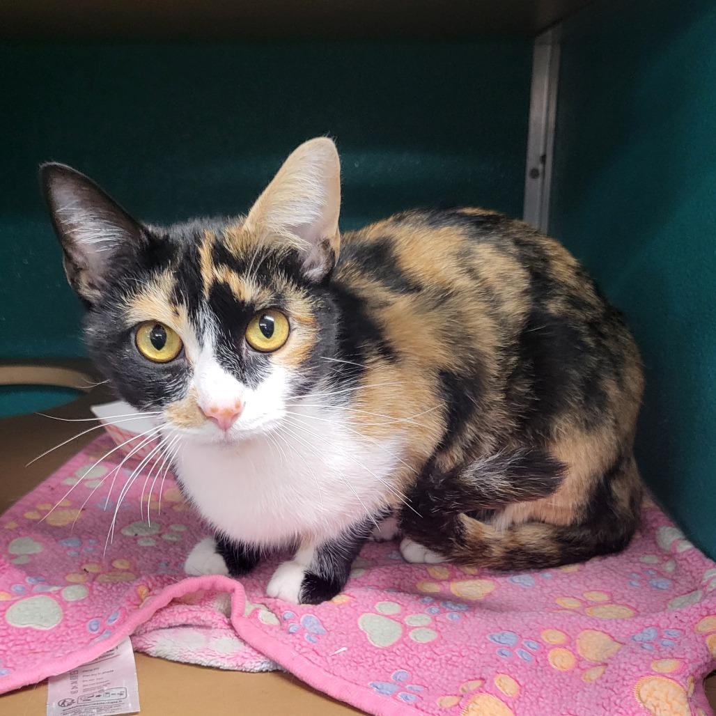 Calpurrnia, a Adoptable Domestic Short Hair in Belleville, IL image 2/2