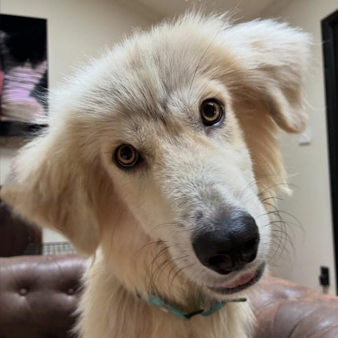 Enlarge Bert Halo, a ADOPTABLE Great Pyrenees in Atlanta, GA image 2/3
