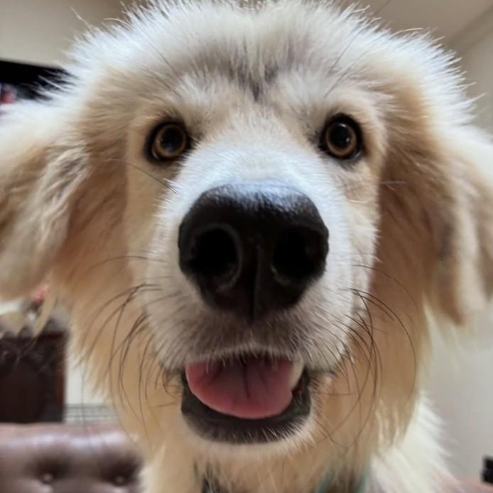 Enlarge Bert Halo, a ADOPTABLE Great Pyrenees in Atlanta, GA image 3/3