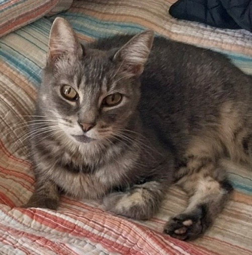 Birdie, an adoptable Domestic Short Hair in Yakima, WA, 98902 | Photo Image 2