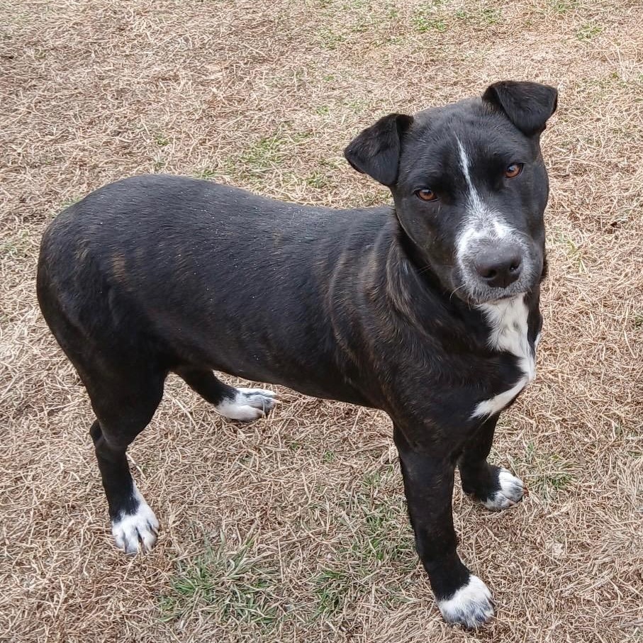 Enlarge Roo, a ADOPTABLE mixed breed in Colcord, OK image 3/5