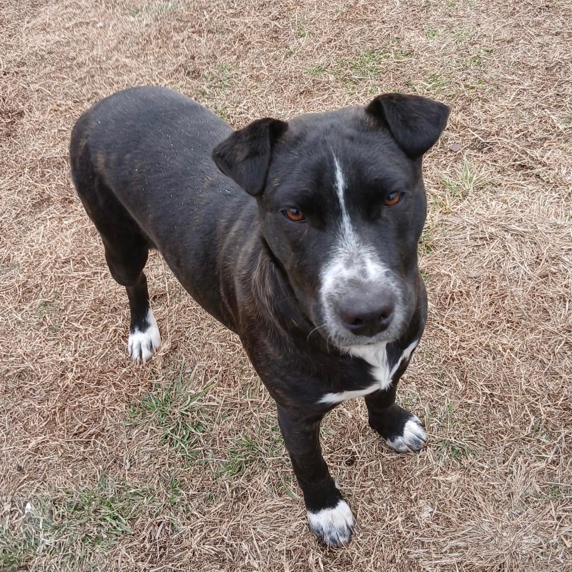 Enlarge Roo, a ADOPTABLE mixed breed in Colcord, OK image 4/5